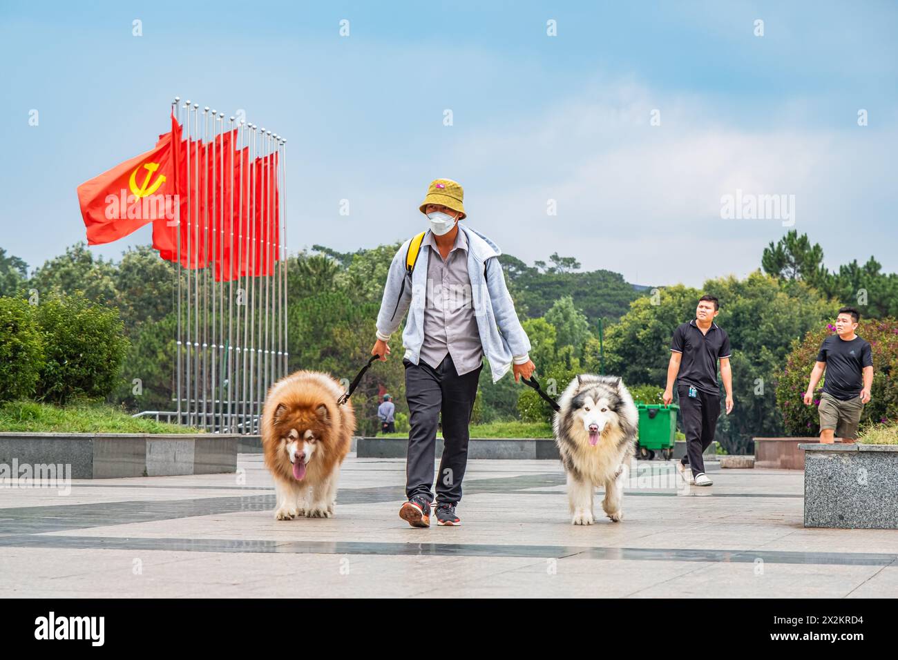 Ein asiatischer Mann läuft mit den Hunden auf der Straße in da Lat Vietnam. Alaska Malamutes. Spaziergang mit Alaska Malamute Hund - 17. April 2024. Reisefoto, stree Stockfoto