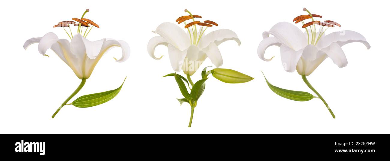 Weiße Lilienblüten isoliert auf weißem Hintergrund Stockfoto