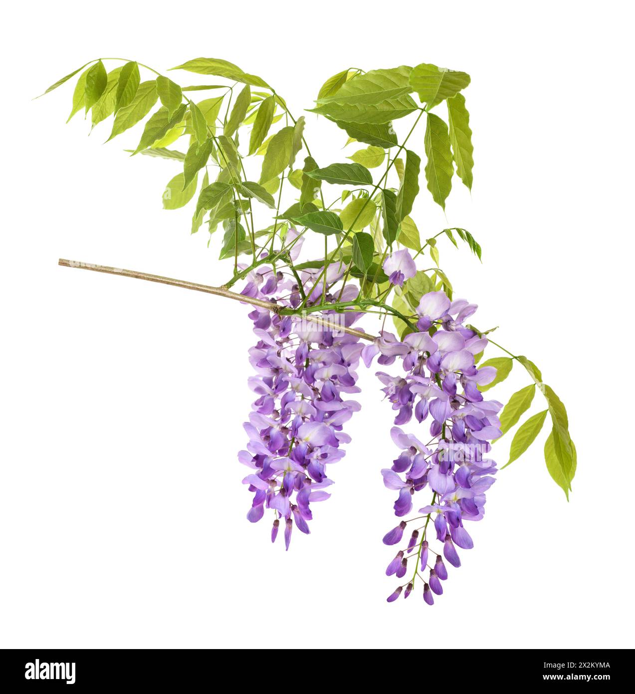 Wisteria Blumen auf weißem Hintergrund Stockfoto