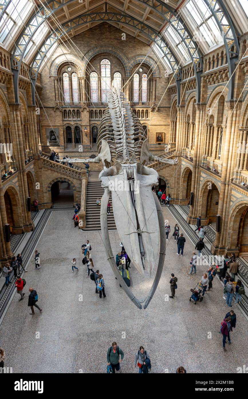 London. UK- 04.18.2024. Ein Hochwinkel-Innenansicht der Haupthalle des Naturhistorischen Museums mit dem hängenden Dinosaurierskelett und der Menge von V Stockfoto