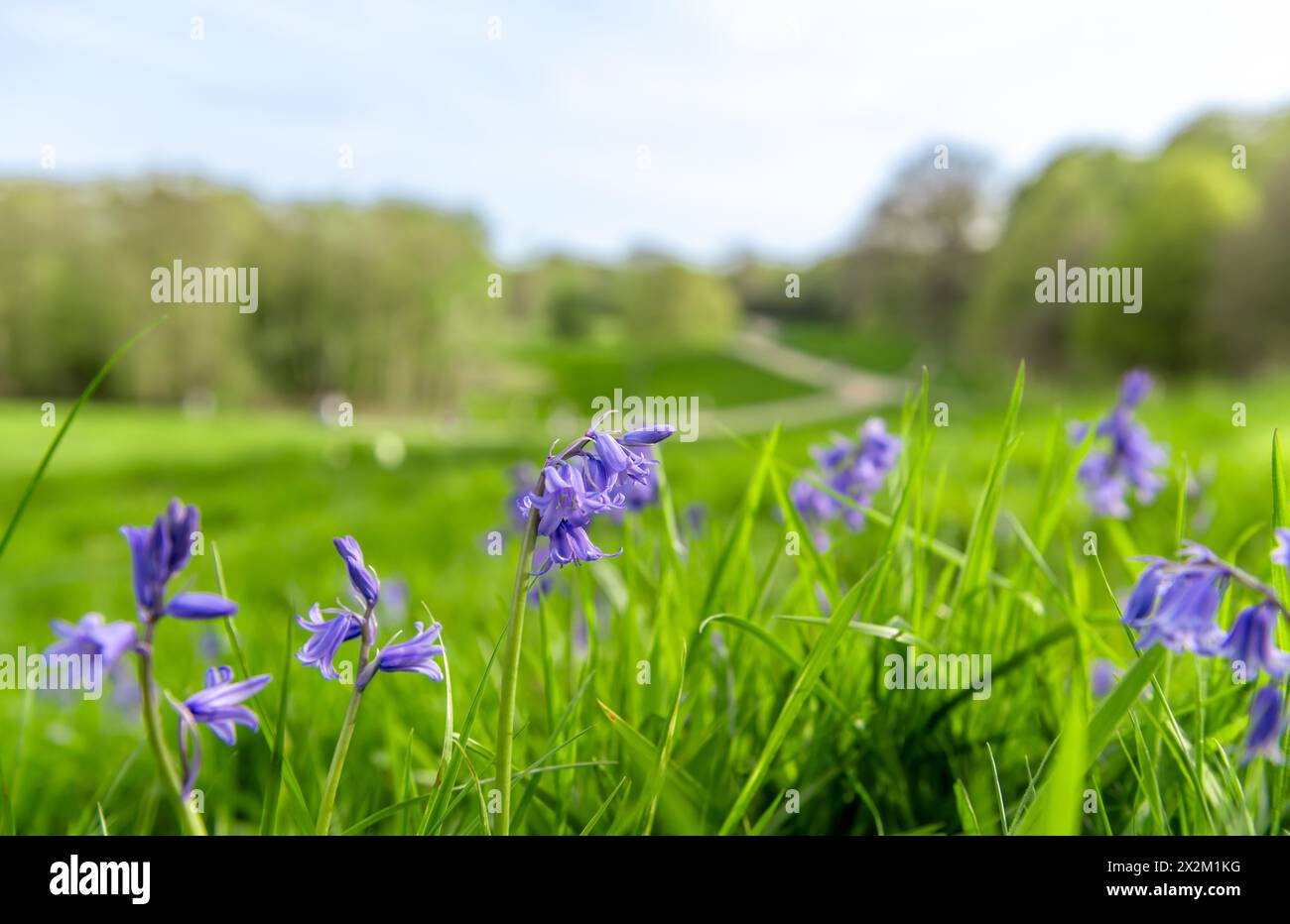 Ein Frühjahrskonzept mit Nahaufnahme eines grünen Grasfeldes mit Blüten und der Landschaft im Hintergrund. Stockfoto