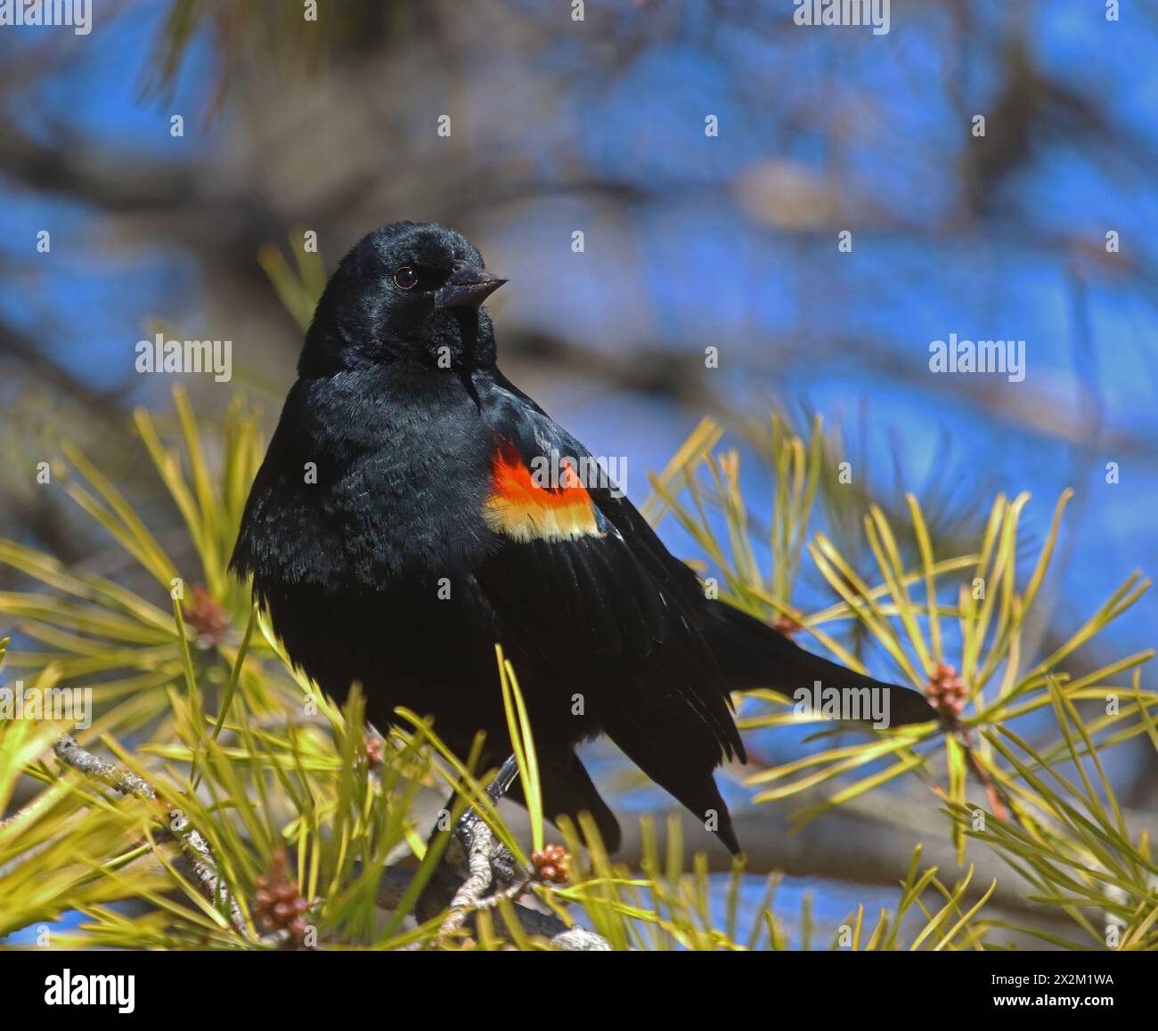 Rote geflügelte Amsel, die an einem sonnigen Tag auf einer Kiefer sitzt Stockfoto