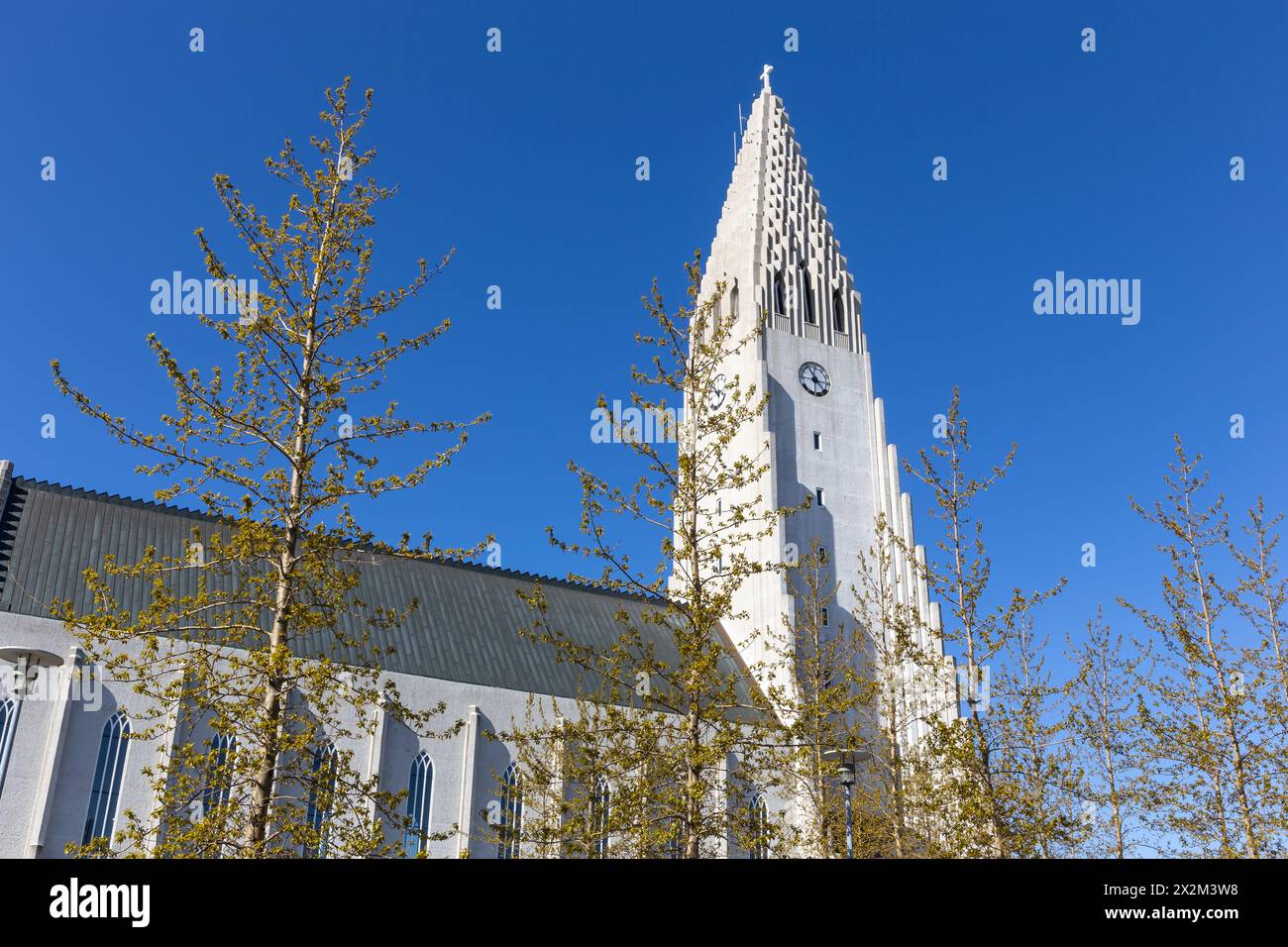 Hallgrimskirkja modernistische Kirche, die an Basaltsäulen in Reykjavik, Island, erinnert, modernes Glockenturm- und Kirchenschiff-Gebäude mit Bäumen um die Ecke, klarer blauer Himmel. Stockfoto