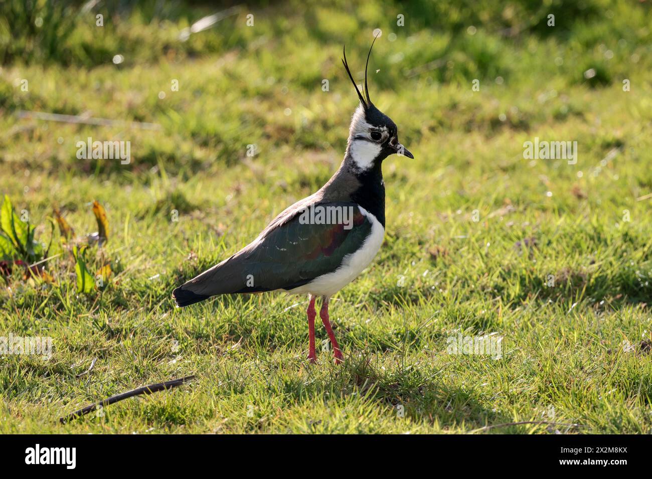 2x Lapwing Vanellus, stachelige Wappenfedern auf dem Kopf schwarz-weißes Gefieder mit grünlichem Glanz auf dem Rücken orange Beine Gras Hintergrund Querformat Stockfoto