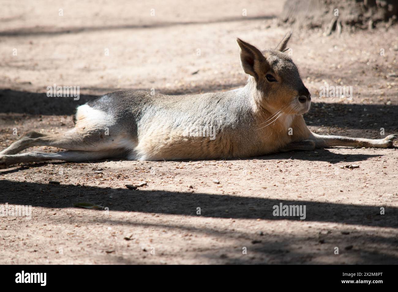 Patagonischer Hase ist eine große Nagetierart, die in Zentral- und Südargentinien zu finden ist. Die patagonische Cavy hat lange Beine, die es erlauben, zu regenerieren Stockfoto