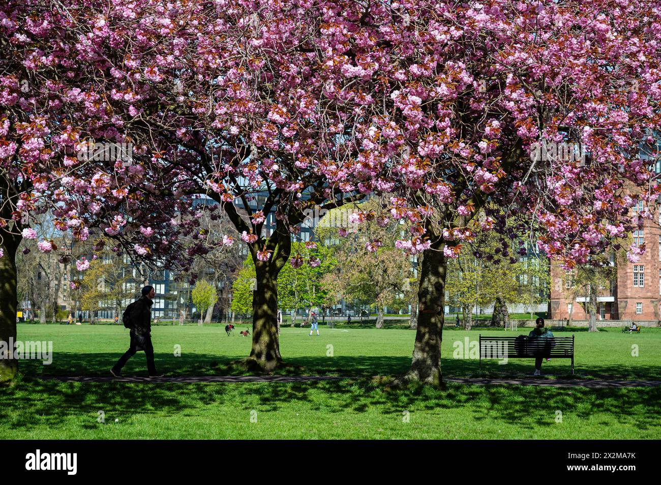 Edinburgh, Schottland, Großbritannien. April 2024. Frühlingsszenen aus Edinburghs Meadows, während die Kirschblüten voll blühen. Quelle: Euan Cherry Stockfoto