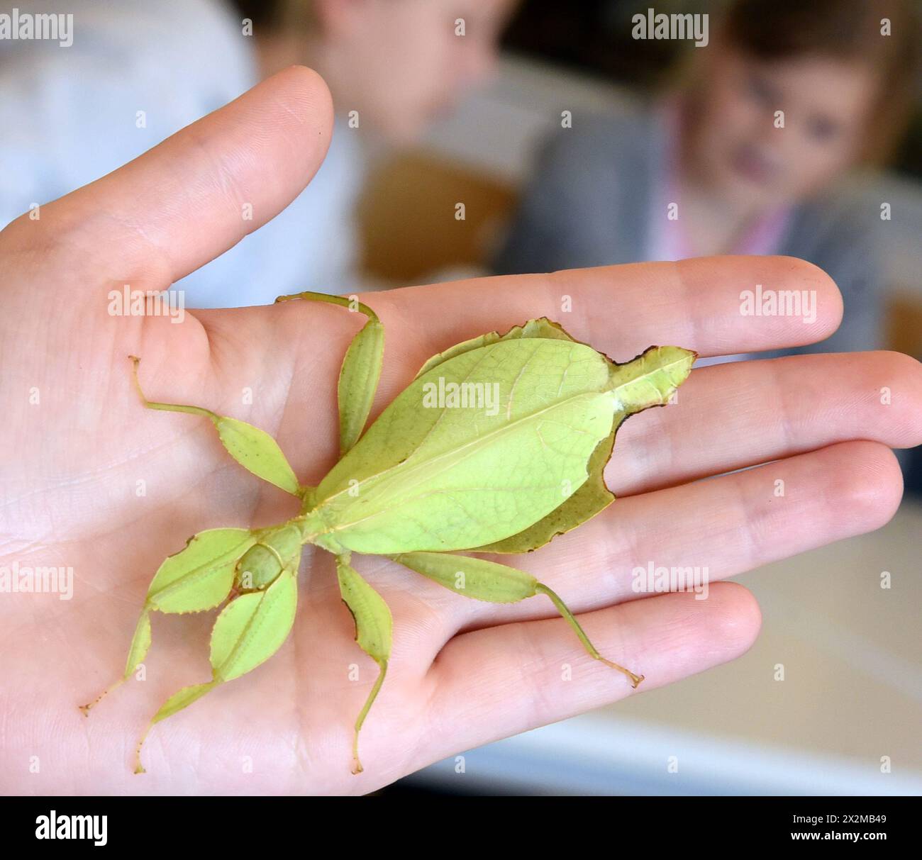 PRODUKTION - 16. April 2024, Sachsen, Schkeuditz bei Leipzig: im Rahmen eines integrierten Zoounterrichts an der Thomas Müntzer Grundschule in Schkeuditz zeigt Elena Rose, Lehrerin und Erziehungsdirektorin des Zoos, Schülern einer vierten Klasse das Riesenwanderblatt (Phyllium giganteum), das zur Insektenfamilie gehört. Das Insekt ist eines von über 250 Tieren und 45 Arten in Deutschlands größtem und ältestem Schulzoo, der mit dem speziellen Konzept „Schule auf dem Land mit Schulzoo“ Möglichkeiten für tierische Bildung bietet. Die Grundschüler lernen, wie man h Stockfoto