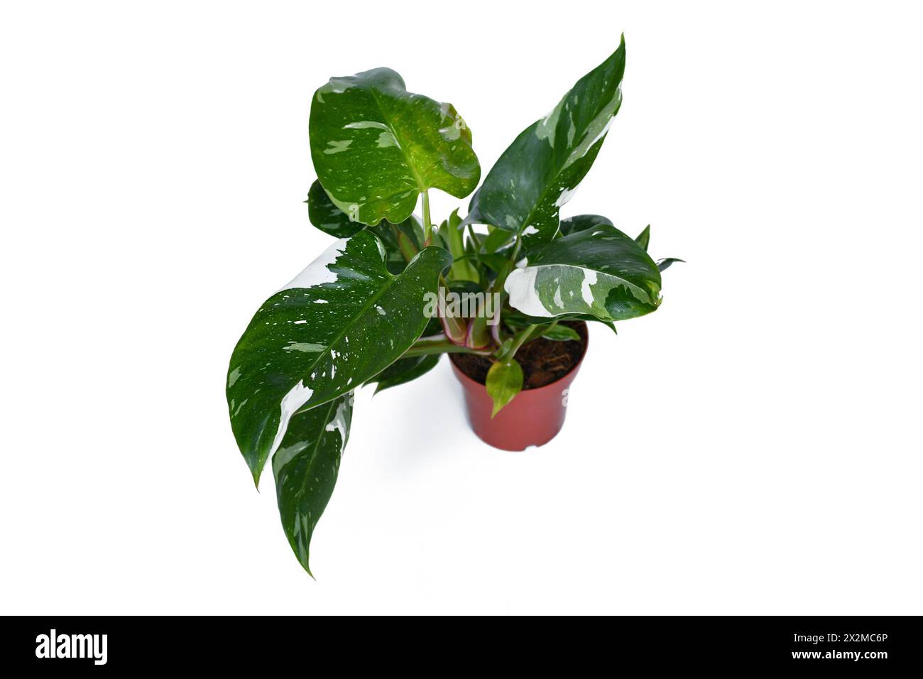 Tropische Zimmerpflanze 'Philodendron White Princess' mit weier  Farbvariante und Flecken im Korbtopf auf dem Tisch Stockfotografie - Alamy