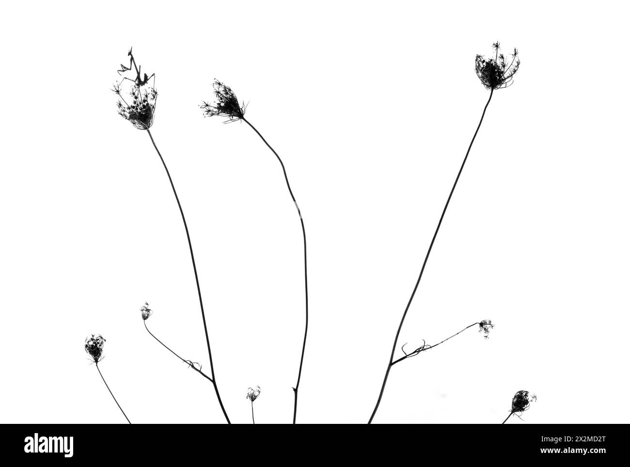 Silhouette von schlanken Pflanzen mit zarten Samenköpfen vor weißem Hintergrund, die an eine minimalistische und ruhige Szene erinnern. Stockfoto