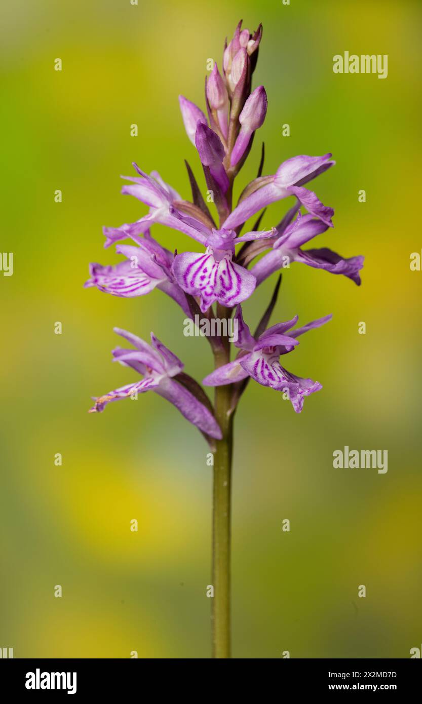 Eine detailreiche Nahaufnahme mit der markanten Blüte einer Militärochide oder Orchis militaris, deren Hintergrund unscharf grün ist Stockfoto