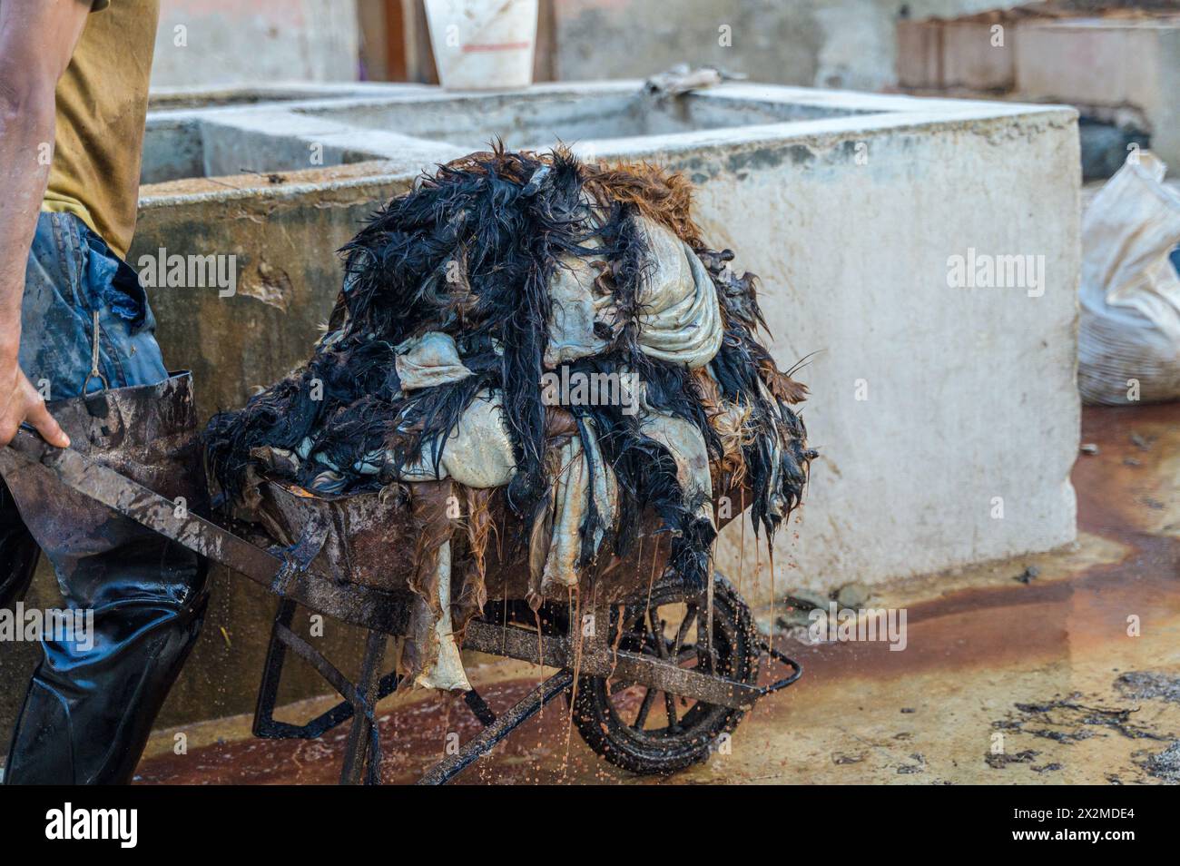 Ein Arbeiter behandelt rohe Häute in einer Ledergerberei und zeigt die traditionelle Handwerkskunst Marokkos. Stockfoto