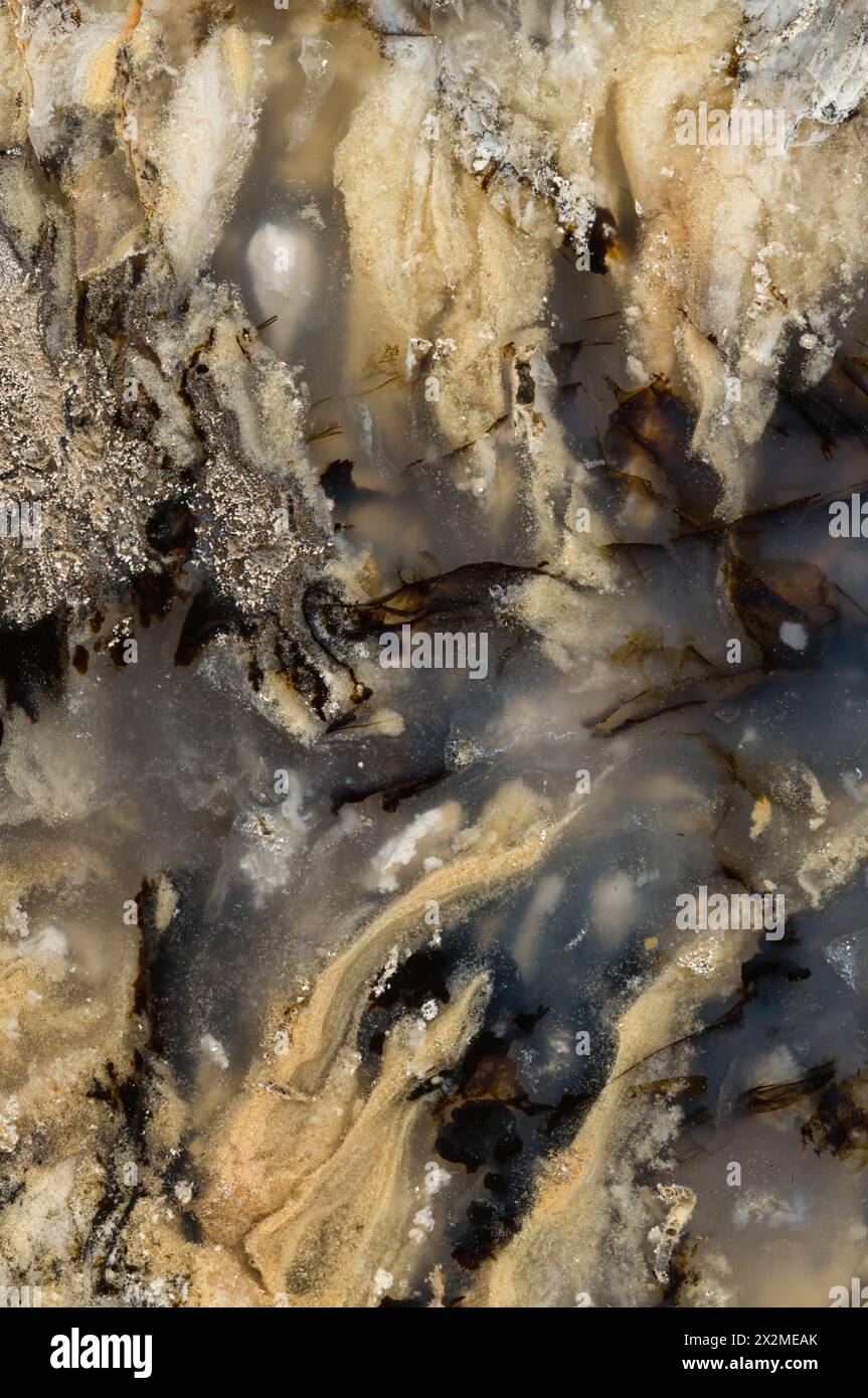 Aus nächster Nähe sehen Sie die natürlichen wirbelnden Muster und erdigen Farben in einem Stück Sheep Creek Plume Agate, das die einzigartige Schönheit des Steins darstellt. Stockfoto