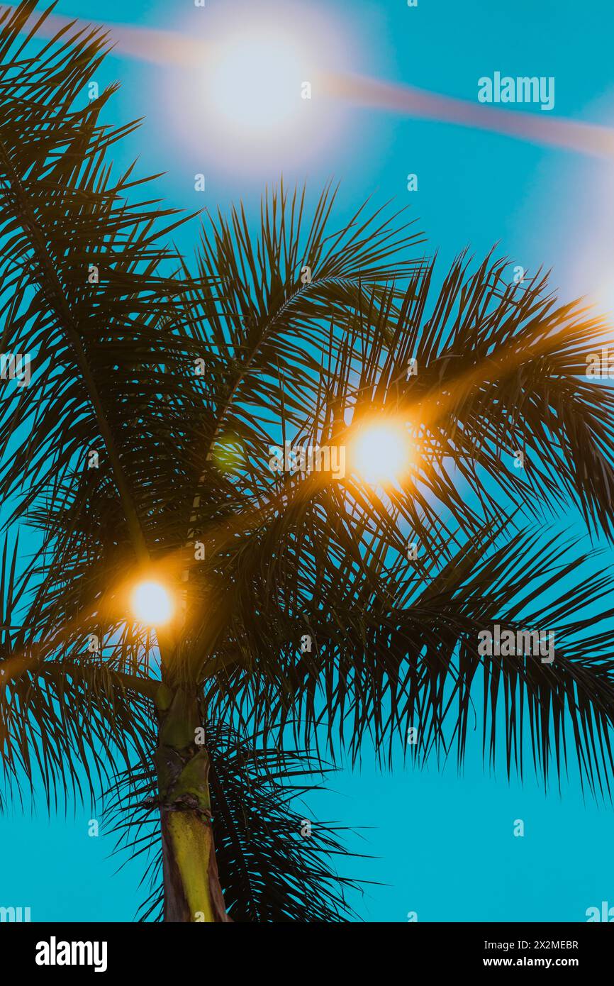 Sonnenstrahlen strahlen strahlen durch Palmenzweige vor dem azurblauen Himmel und fangen das Wesen eines sonnigen Urlaubs in Miami ein. Stockfoto