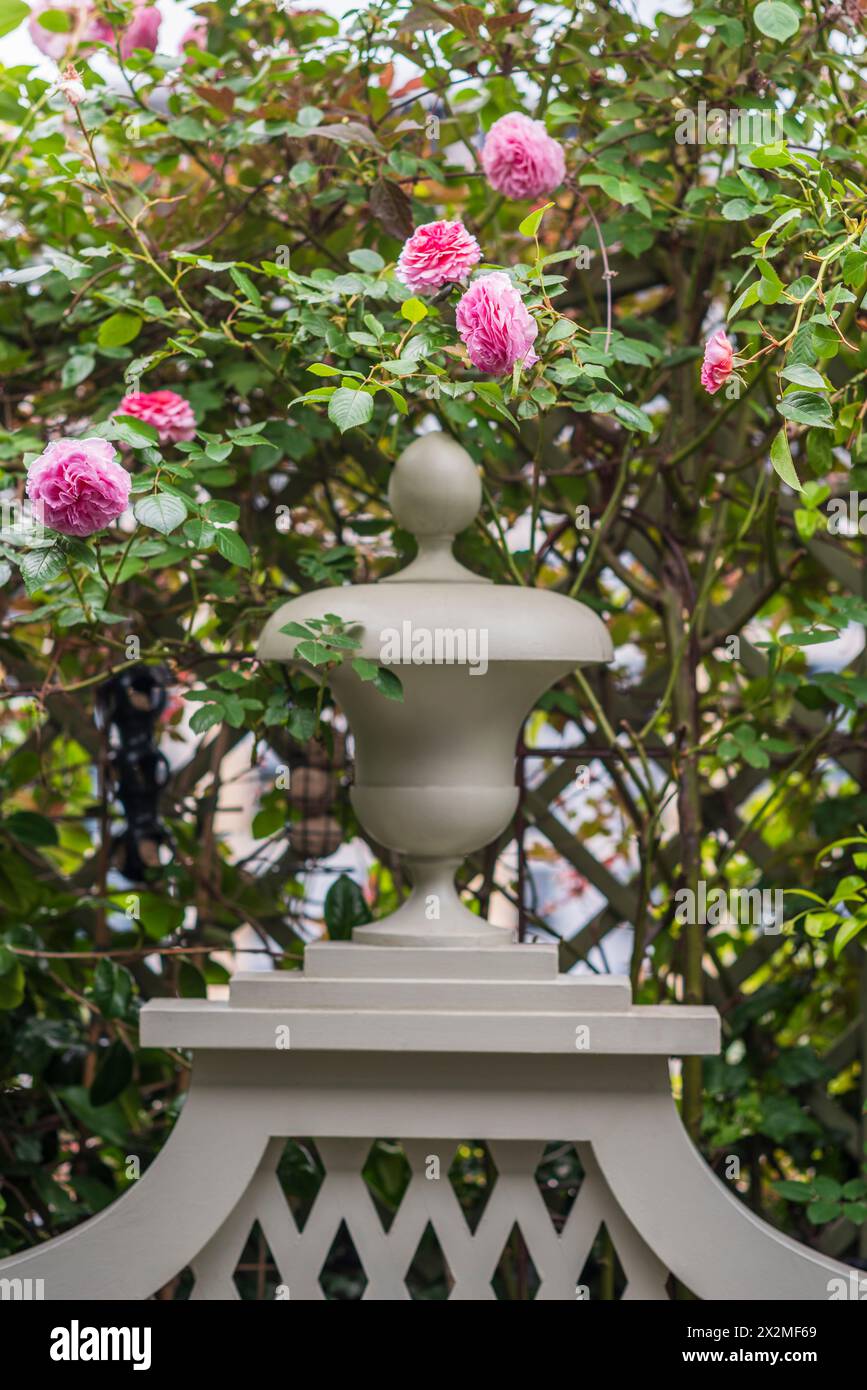 Rosa blühende Rosen im privaten Garten am Chelsea-Damm, London, Großbritannien Stockfoto