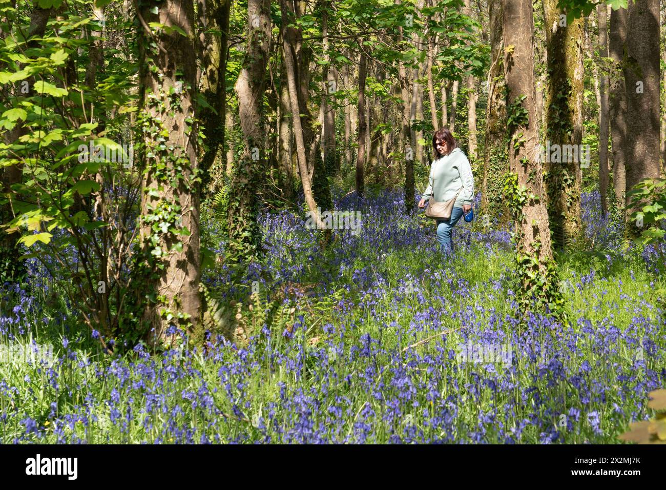 Tehidy Country Park, Redruth, Cornwall, Großbritannien. April 2024. Wetter in Großbritannien. Dennis, der Mops, macht einen Spaziergang im Wald von Tehidy an der nördlichen Küste cornwalls, mit Glockenblumen in der Blüte. . Simon Maycock / Alamy Live News. Stockfoto