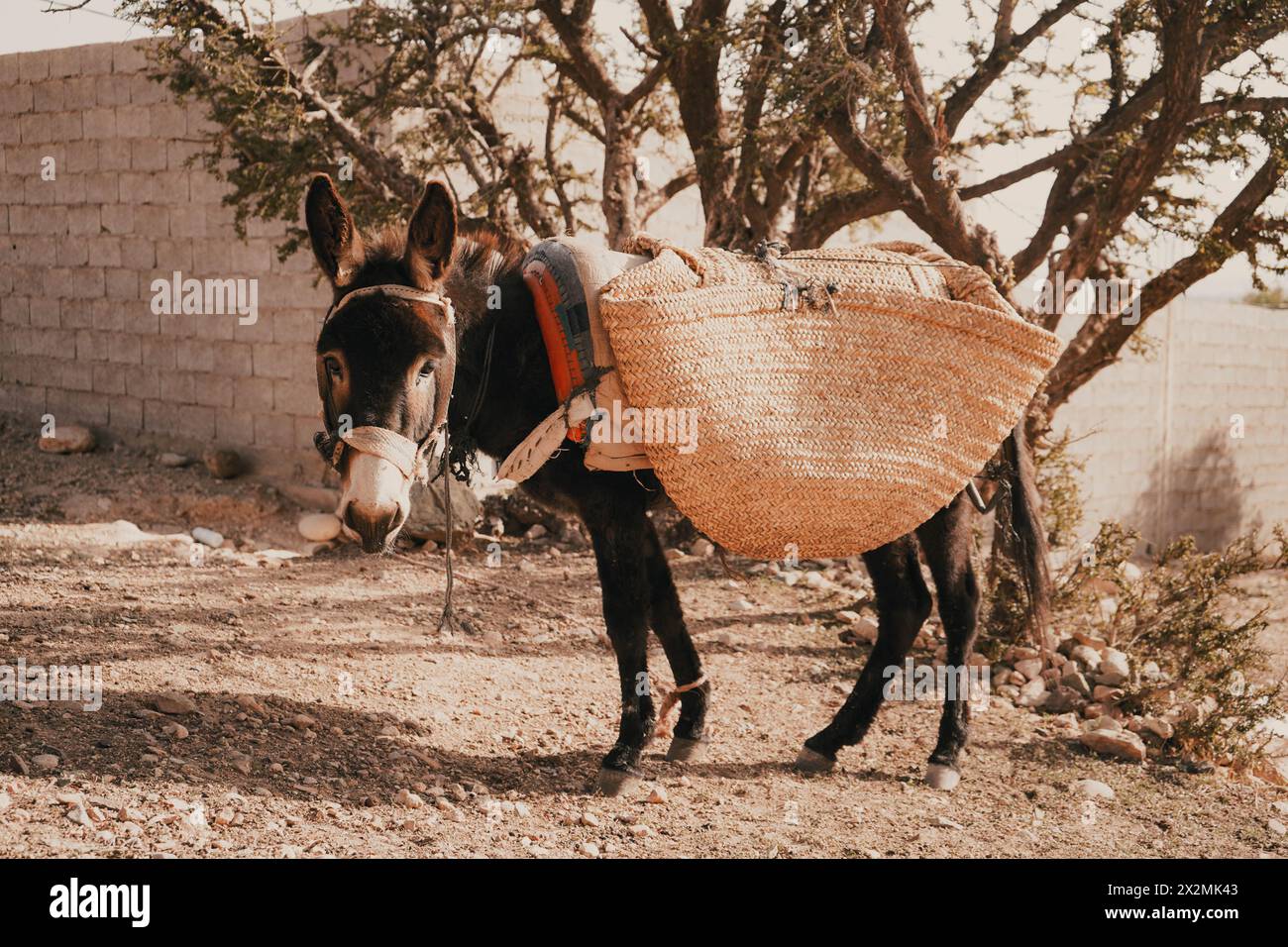 Ein Esel auf dem Land Marokkos Stockfoto