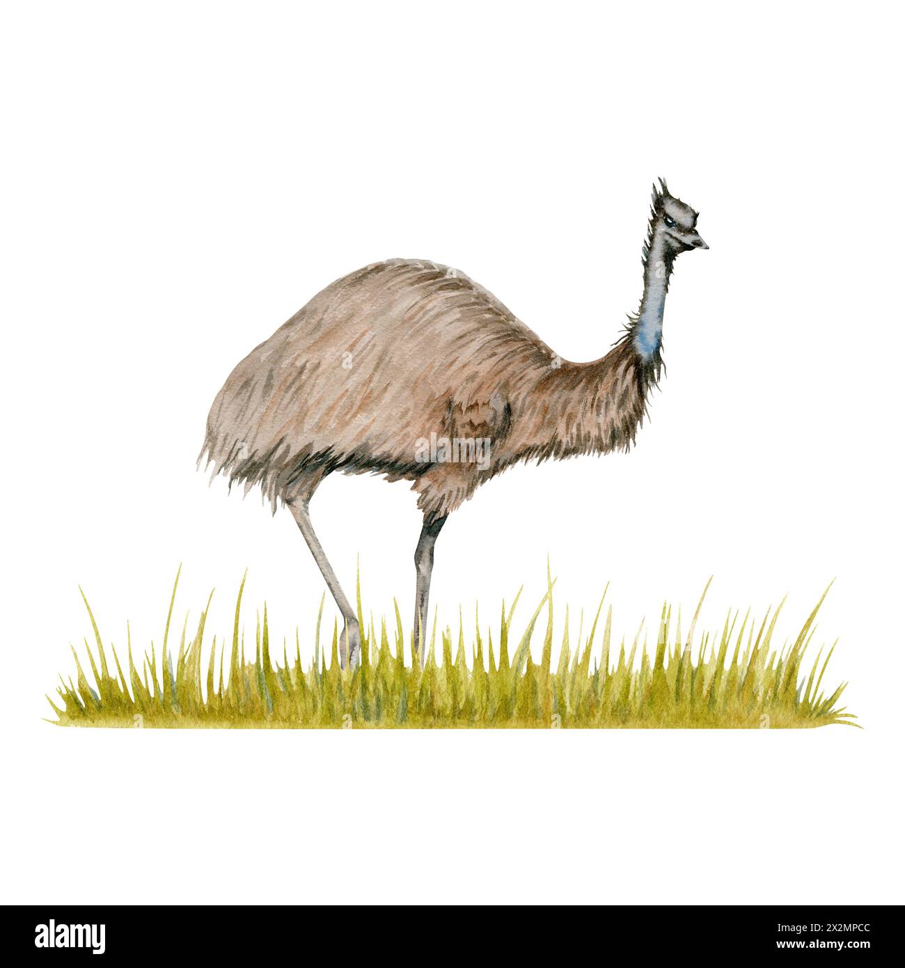 Emu Strauß auf einem Streifen Graszusammensetzung. Aquarellabbildung isoliert auf weißem Hintergrund. Handgezeichnetes australisches Tier für Kartendesigns Stockfoto