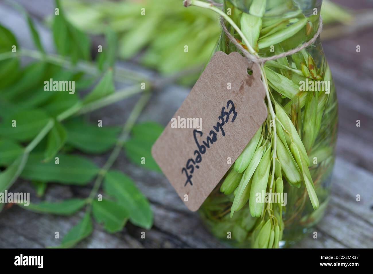 Esche, Eschengeist, alkoholischer Auszug, Tinktur, Tinkturen, gemeine Esche, gewöhnliche Esche, Blätter, Blatt und unreife, grüne Frucht, Früchte, Fra Stockfoto