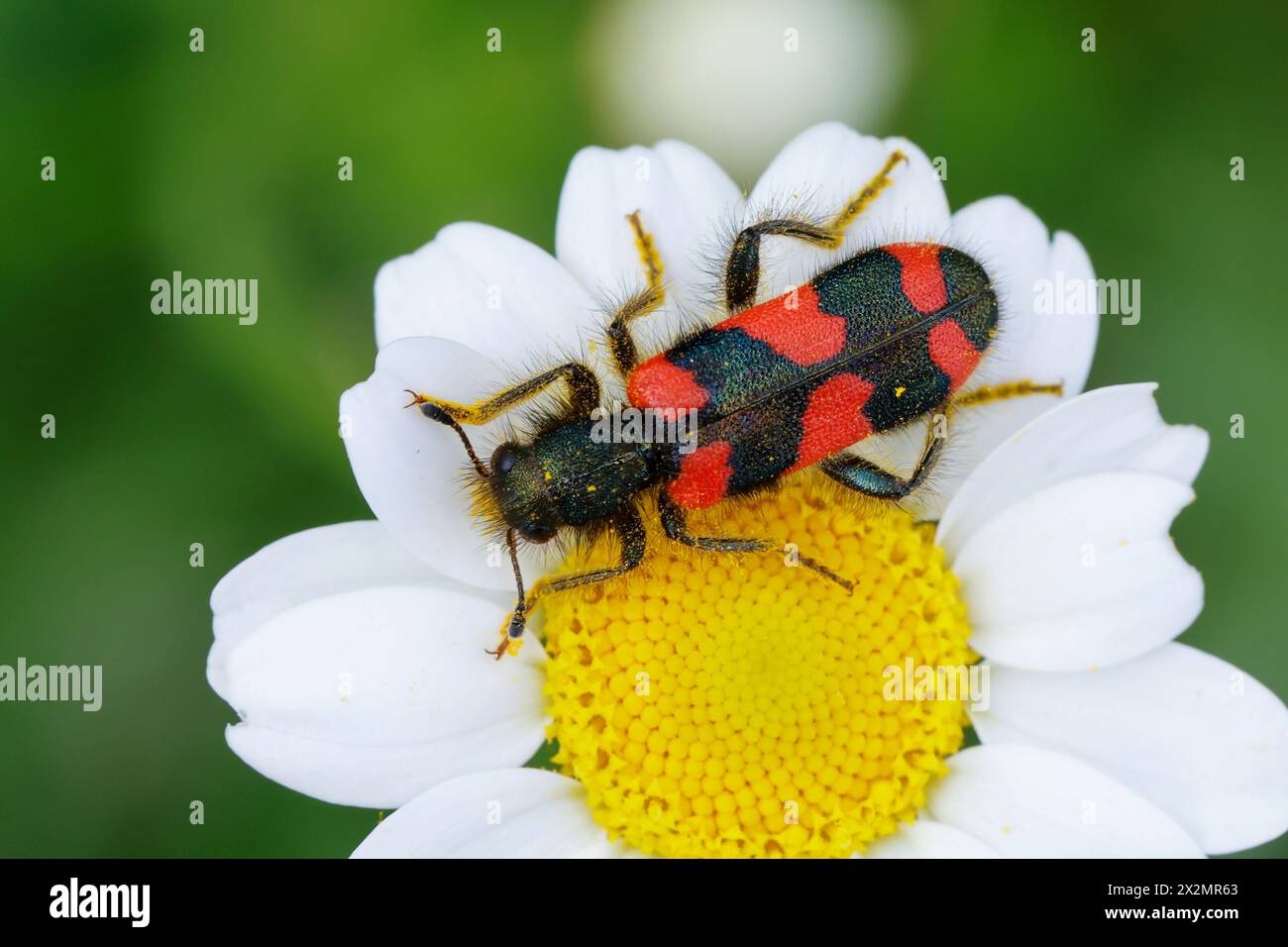 Bienenkäfer, Immenkäfer, Immenwolf, Bienenwolf, Männchen, Trichodes favarius, männlich, Bienkäfer, Bienenwolf, Bienkäfer, Bienenwolf, Buntkäfer, Cleridae. A Stockfoto