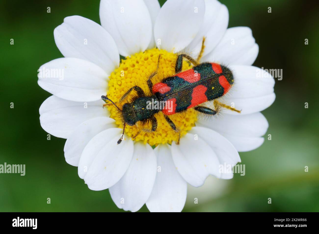Bienenkäfer, Immenkäfer, Immenwolf, Bienenwolf, Männchen, Trichodes favarius, männlich, Bienkäfer, Bienenwolf, Bienkäfer, Bienenwolf, Buntkäfer, Cleridae. A Stockfoto