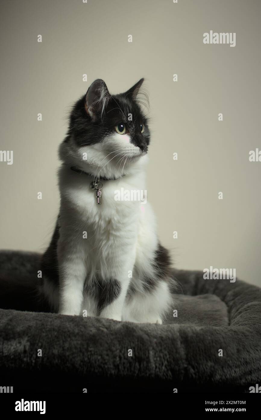 Alert Long/Medium haarige 8 Monate alte junge Katze/Kätzchen Studio Porträt, sitzend nach rechts mit Platz. Taschenlampen in den Augen. Stockfoto