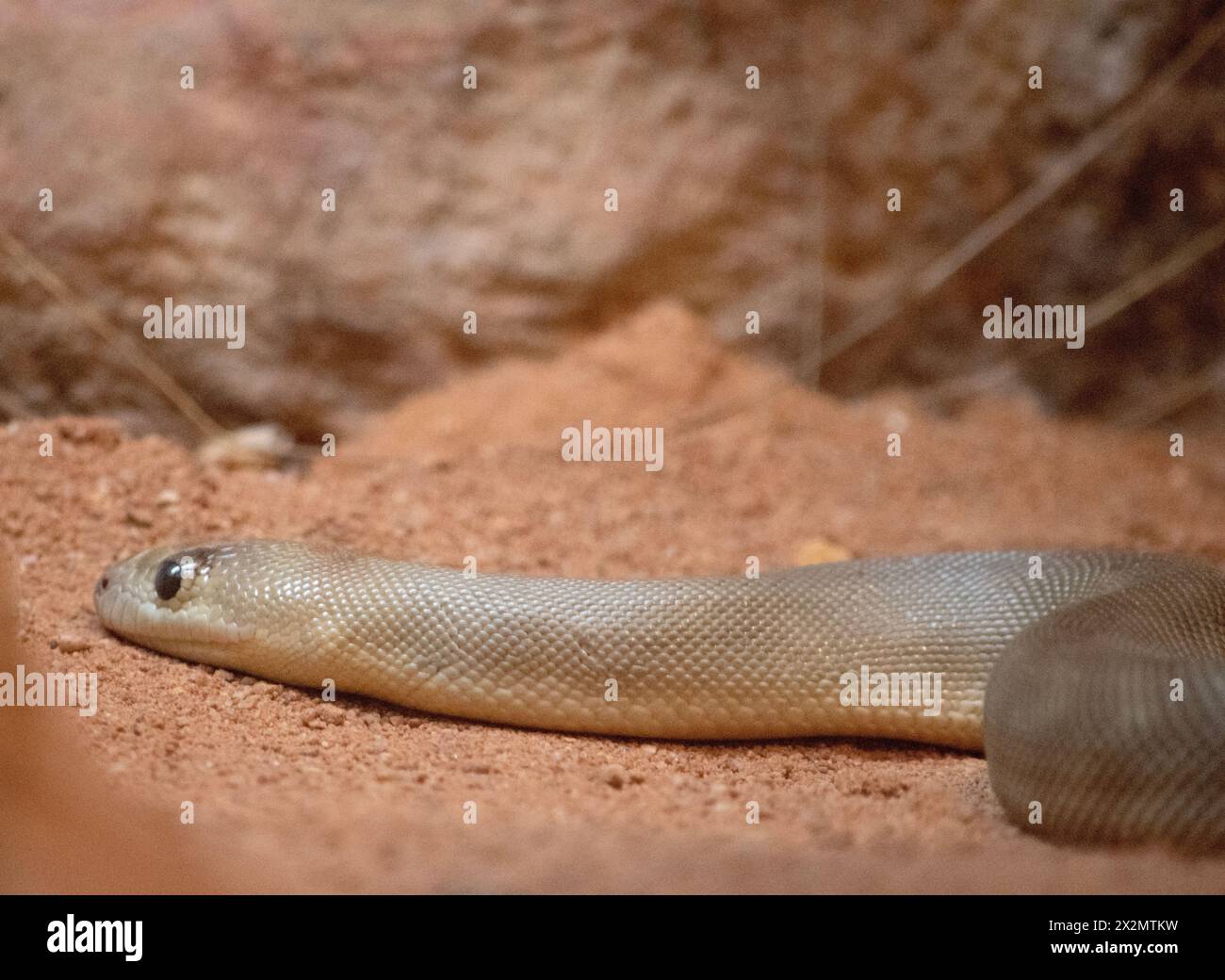 Die Woma-Schlange ist grau-braun oder goldbraun Python auf dem Rücken mit dunkelbraunen Bändern am Körper und einem gelben oder weißen Bauch. Stockfoto