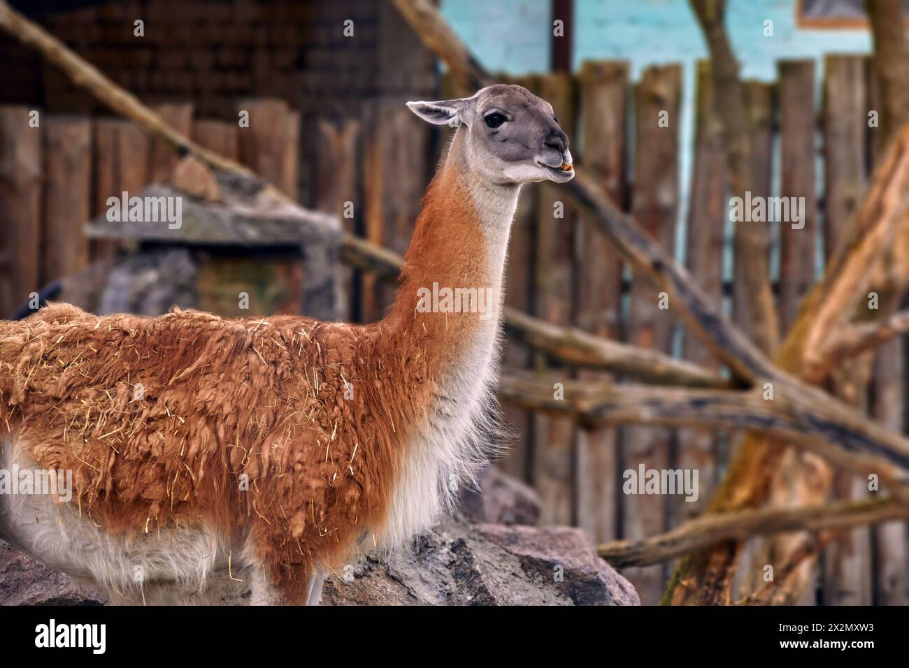 Bild eines wilden Lama-Tierkopfes in einem Zoogehege Stockfoto