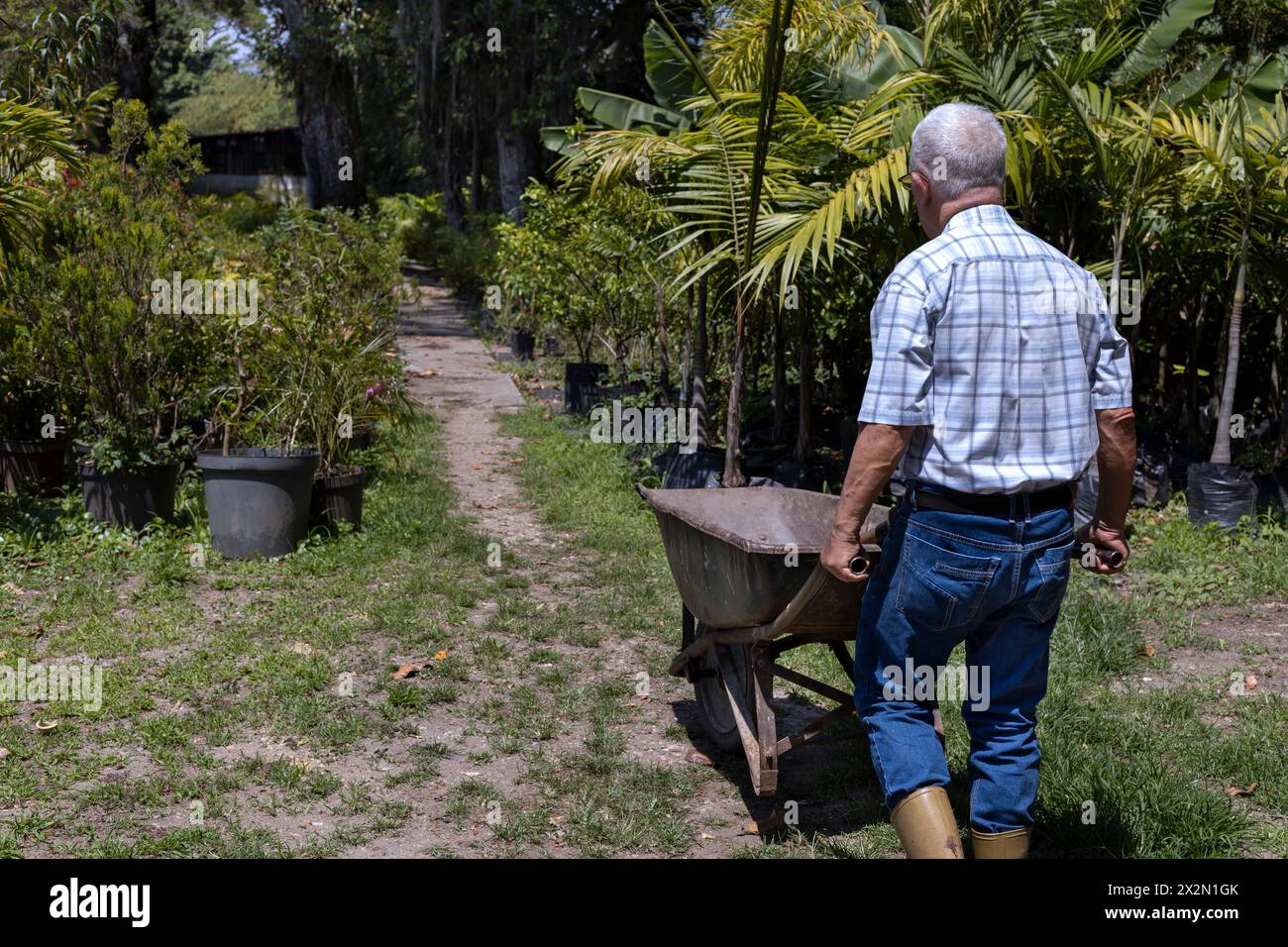 Ein lateinamerikanischer Senior-Mann in seinem Garten trägt Kompost in seiner Schubkarre, um seinen Garten zu bearbeiten. Concept Gardening, Rentner, Hobbys und Freizeit. Stockfoto