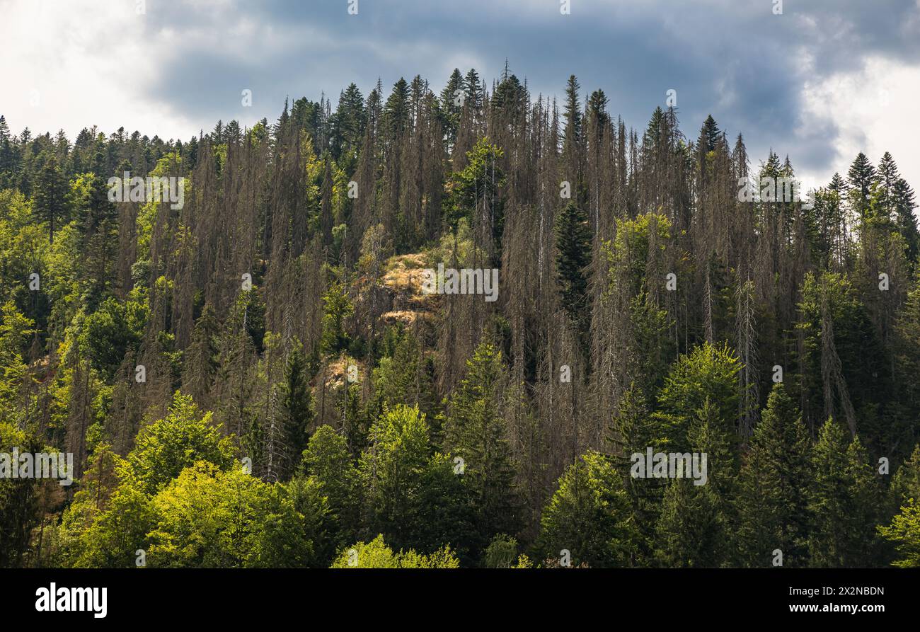 Blick auf die Tannenbäume, welche typisch sind für den Schwarzwald. (Dachsberg, Deutschland, 01.08.2022) Stockfoto