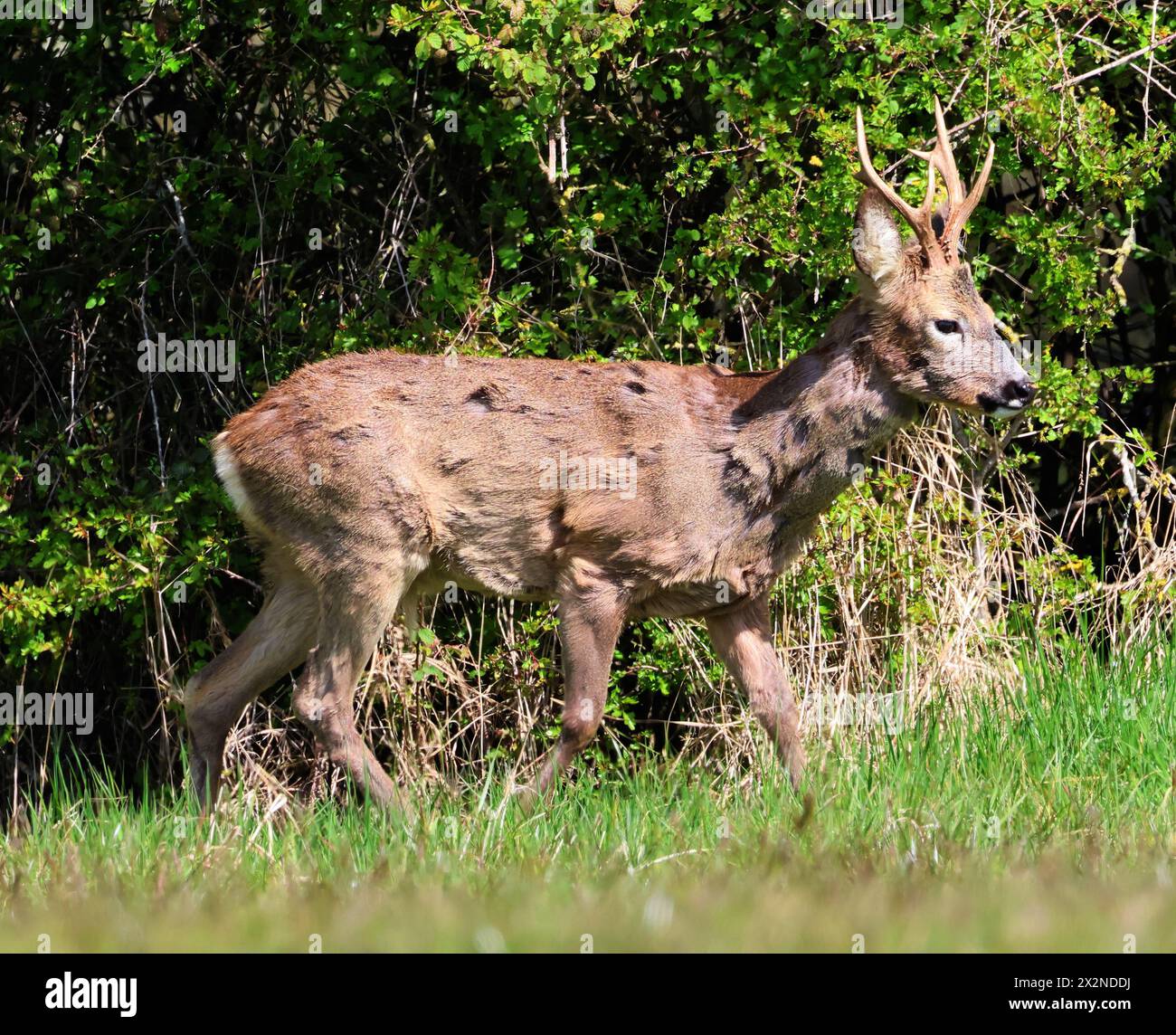 Ein Rehbock (Capreolus capreolus) in den Cotswold Hills während der Frühlingszeit Stockfoto