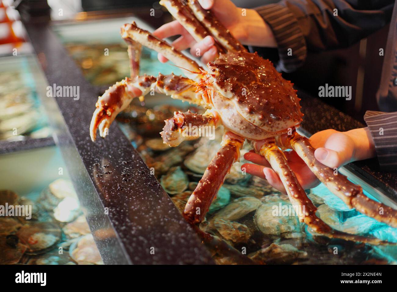 Lebende Meereskrabbe im Handrestaurant Stockfoto