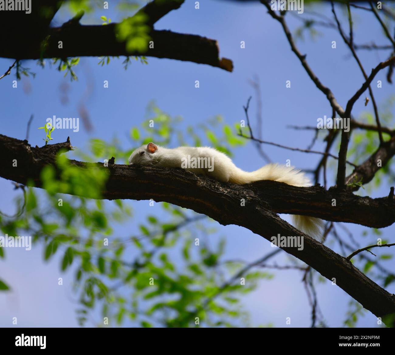 PEKING, CHINA - 23. APRIL 2024 - Ein seltenes weißes Eichhörnchen entspannt sich und spielt auf einem Baumzweig im Himmelstempel-Park in Peking, China, 23. April 2 Stockfoto