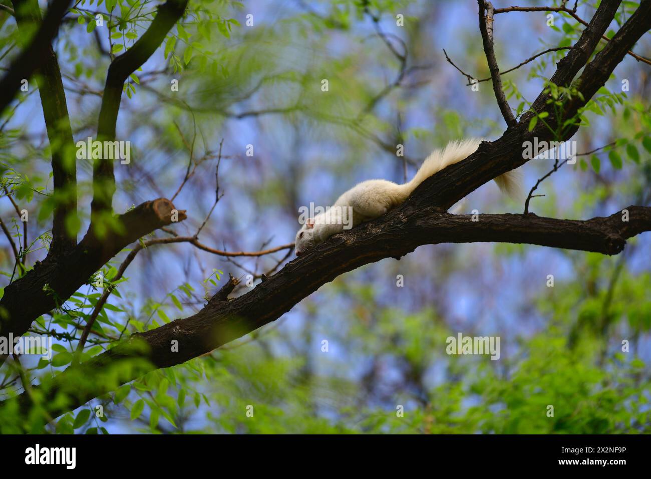 PEKING, CHINA - 23. APRIL 2024 - Ein seltenes weißes Eichhörnchen entspannt sich und spielt auf einem Baumzweig im Himmelstempel-Park in Peking, China, 23. April 2 Stockfoto