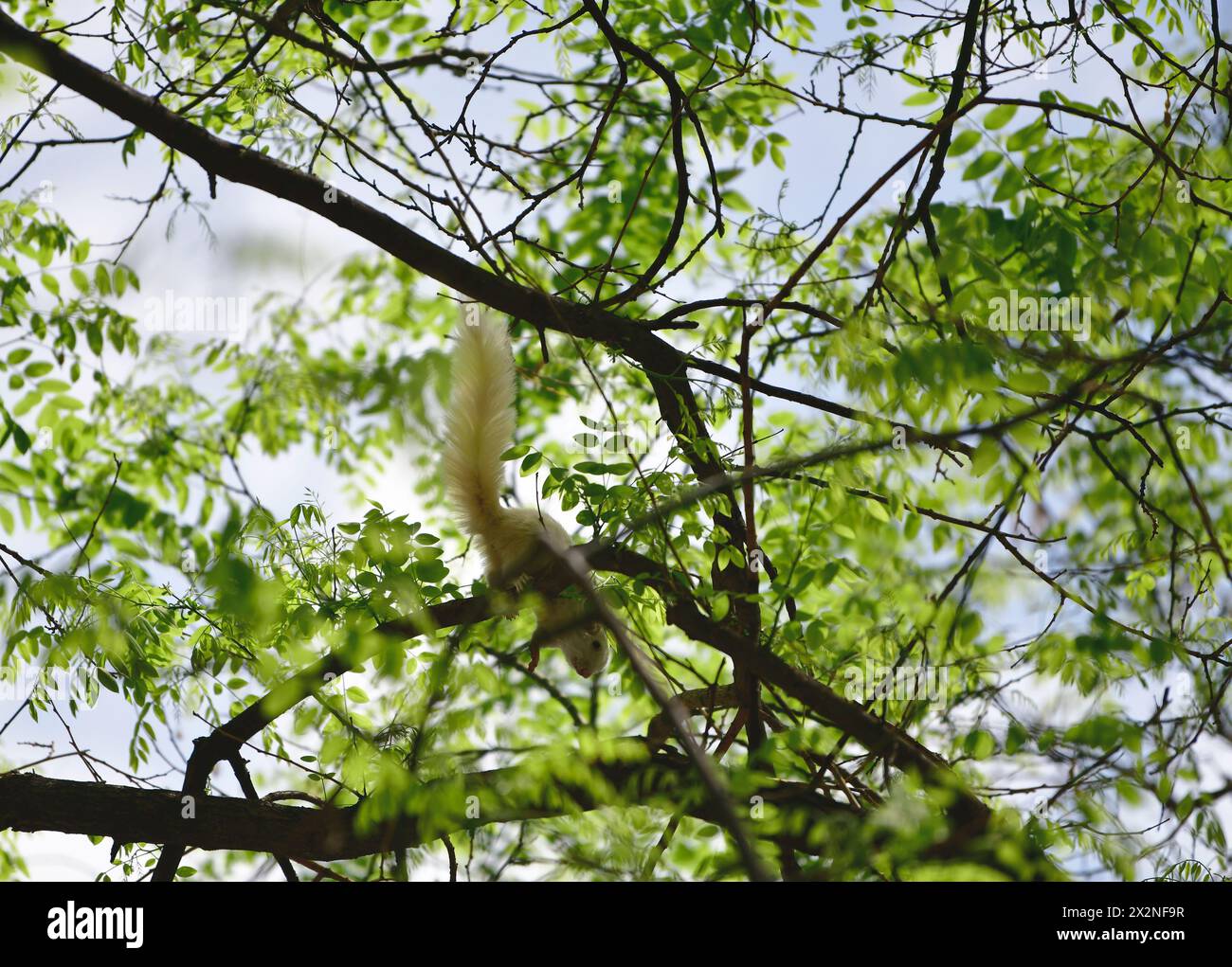 PEKING, CHINA - 23. APRIL 2024 - Ein seltenes weißes Eichhörnchen entspannt sich und spielt auf einem Baumzweig im Himmelstempel-Park in Peking, China, 23. April 2 Stockfoto