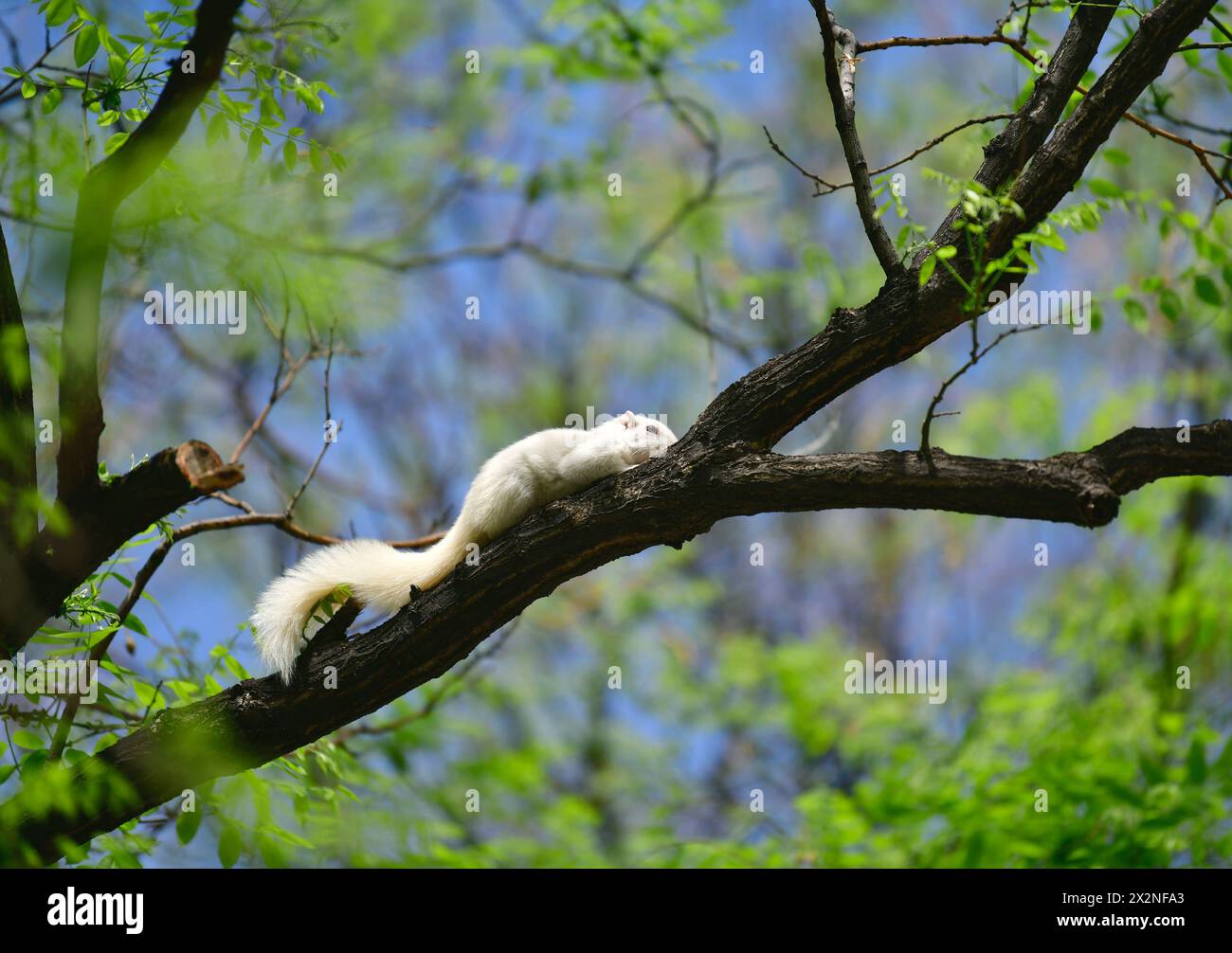 PEKING, CHINA - 23. APRIL 2024 - Ein seltenes weißes Eichhörnchen entspannt sich und spielt auf einem Baumzweig im Himmelstempel-Park in Peking, China, 23. April 2 Stockfoto