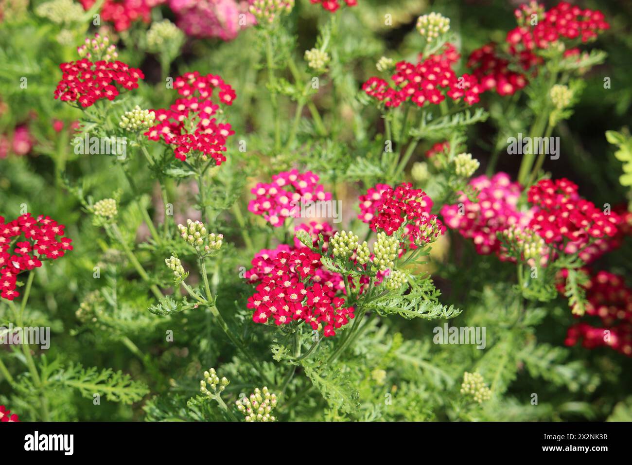 Rote Schafgarbe (Achillea millefolium) - Honigpflanze und Gartenmehrpflanze Stockfoto