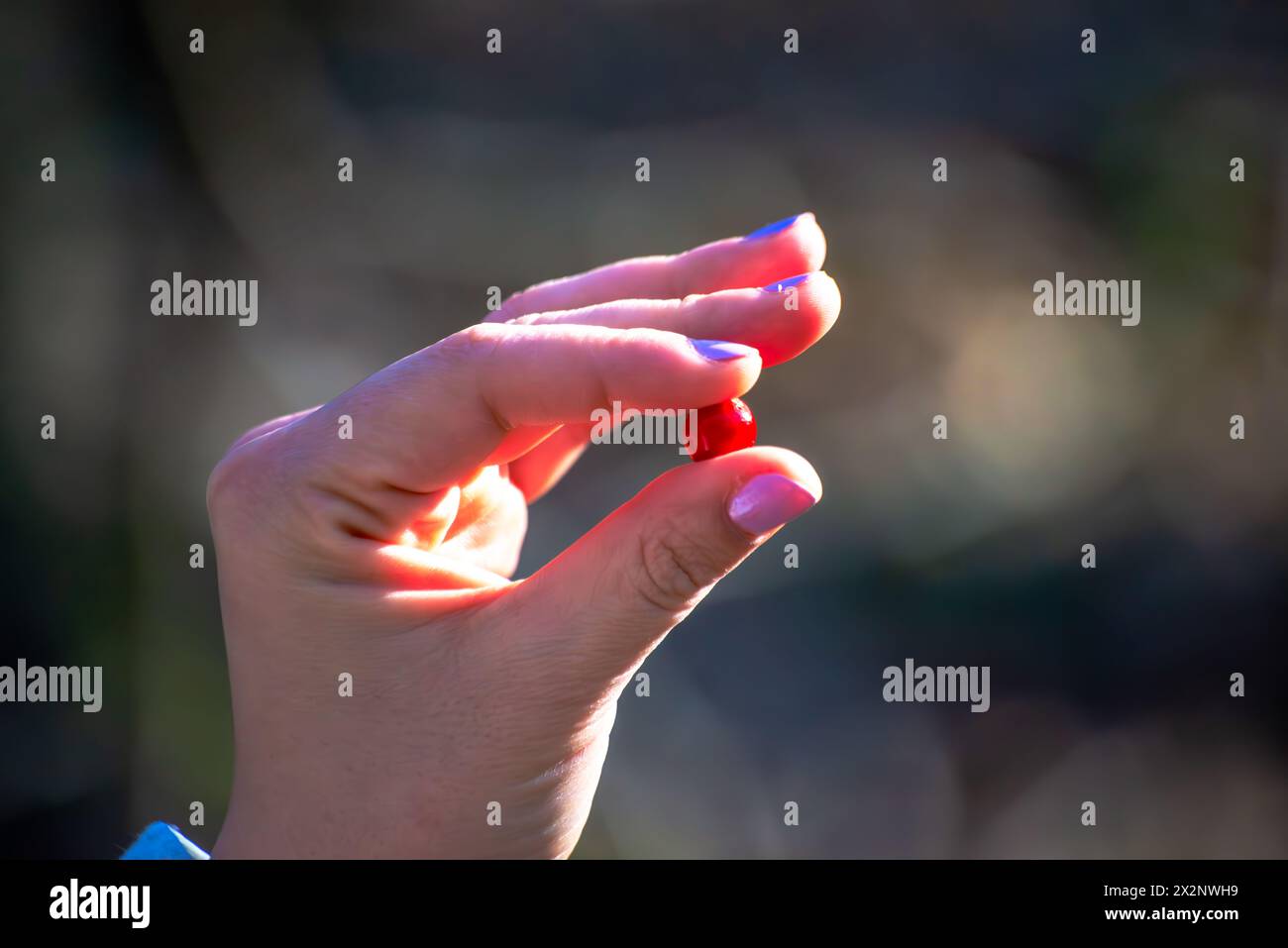 Zarte Finger halten eine kleine rote Beere, ein Schatz, der inmitten der ruhigen Schönheit des Waldes gefunden wird. Stockfoto