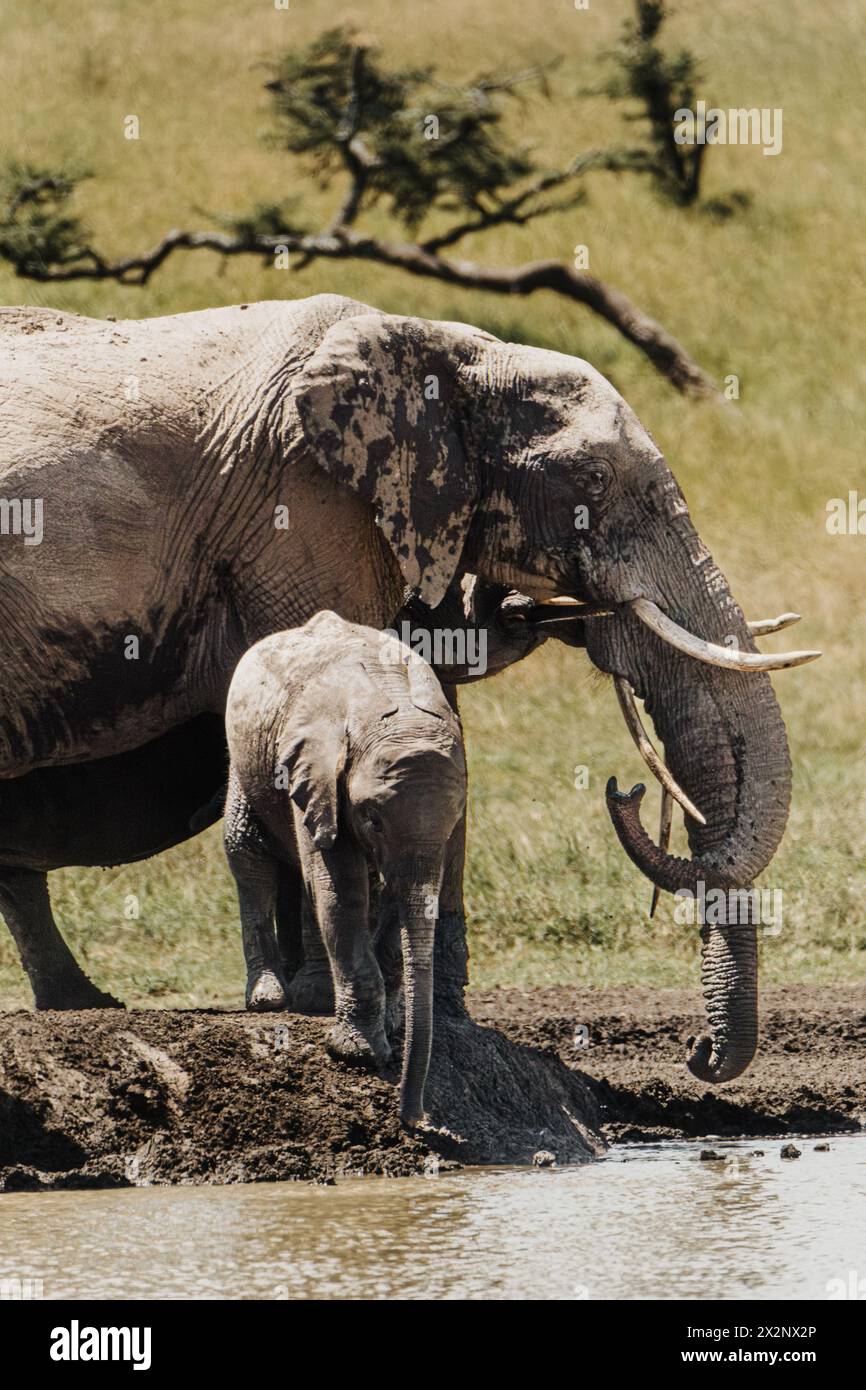 Elefanten- und Kalbbindung durch Ol Pejeta Wasserloch Stockfoto
