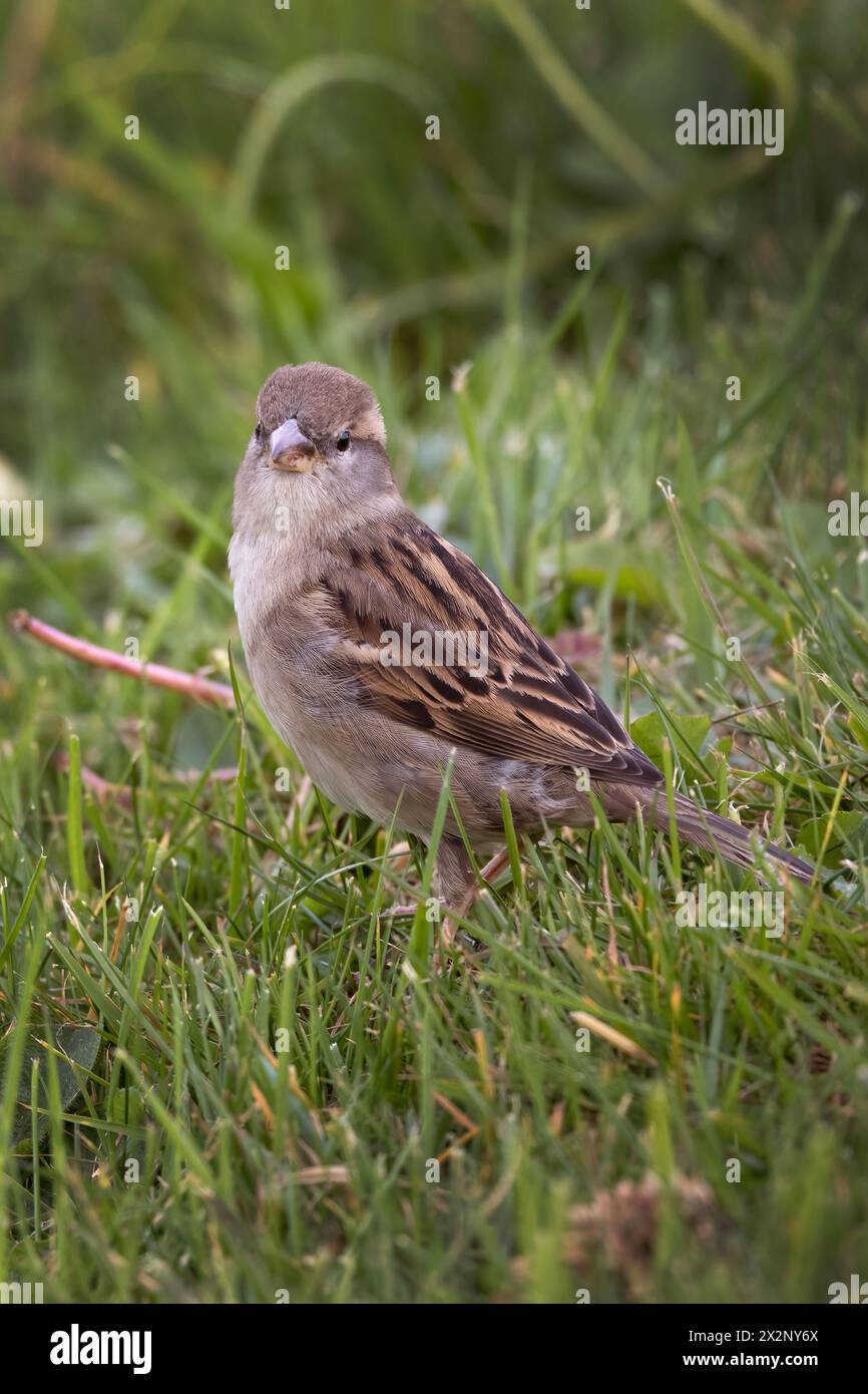 Spatzen, die einmal im Niedergang sind, kommen wieder in die Wildnis Stockfoto