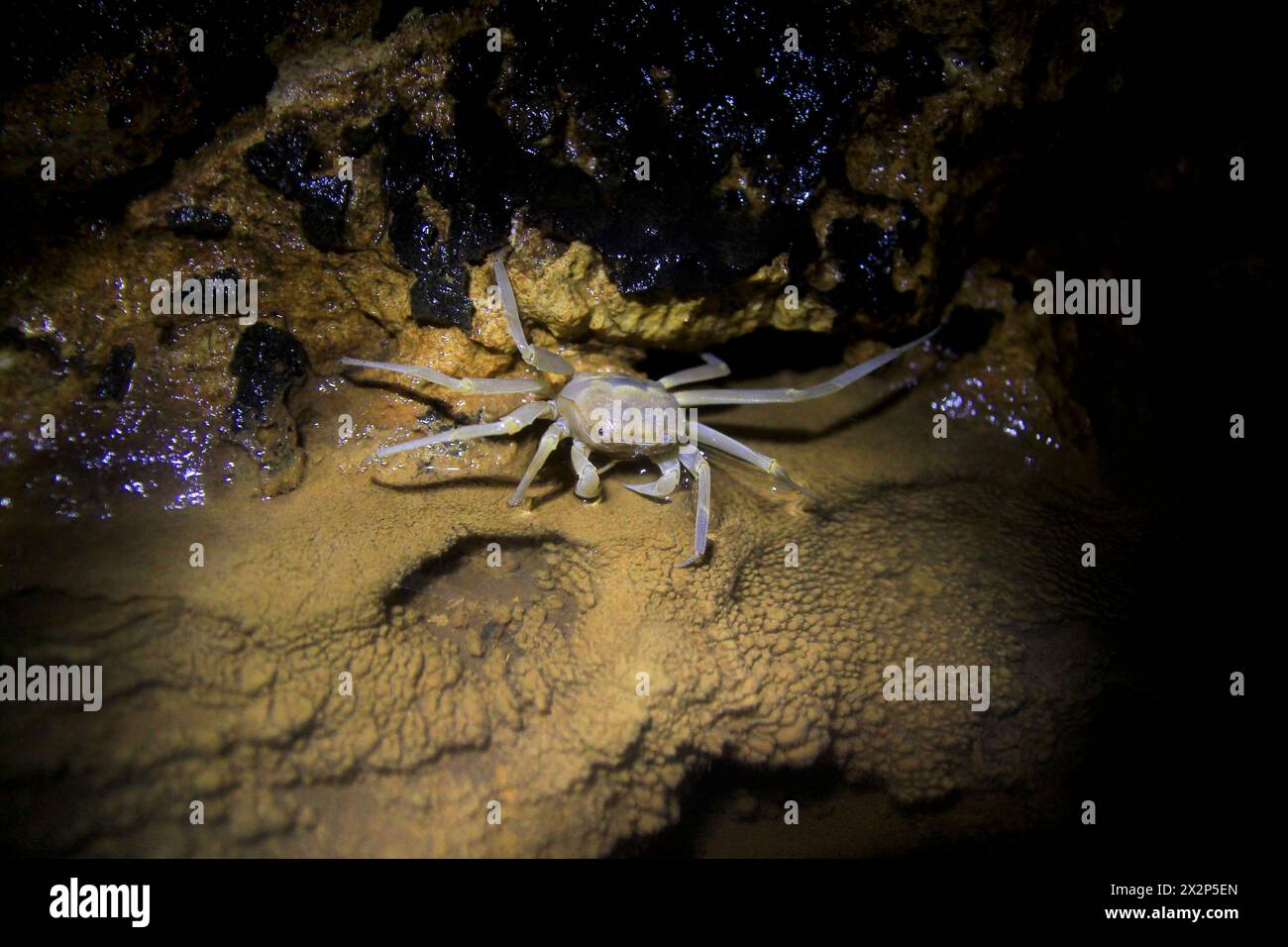Sesarmoides Jacobsoni, eine Höhlenbiota, die im Karstgebiet von Gunung Sewu lebt. Diese Art von Krabben wurde erstmals 1911 von Edward Jacobson entdeckt. Stockfoto