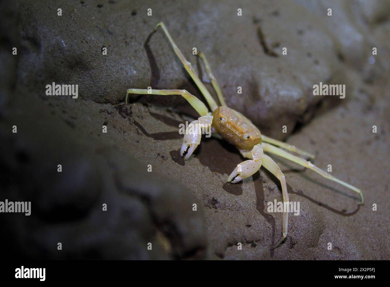 Sesamoides Jacobsoni, eine Höhlenbiota, die im Karstgebiet von Gunung Sewu lebt. Diese Art von Krabben wurde erstmals 1911 von Edward Jacobson entdeckt. Stockfoto