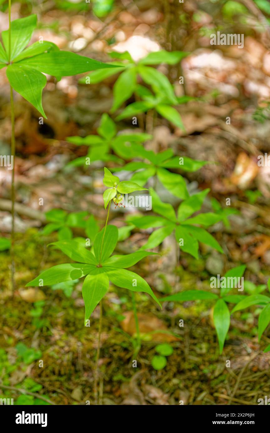 Medeola virginiana Pflanze bekannt als indische Gurke in der Familie der Lilien hoch mit Stadien von Laub um den aufwärts liegenden Stamm mit einer kleinen Blüte auf Stockfoto