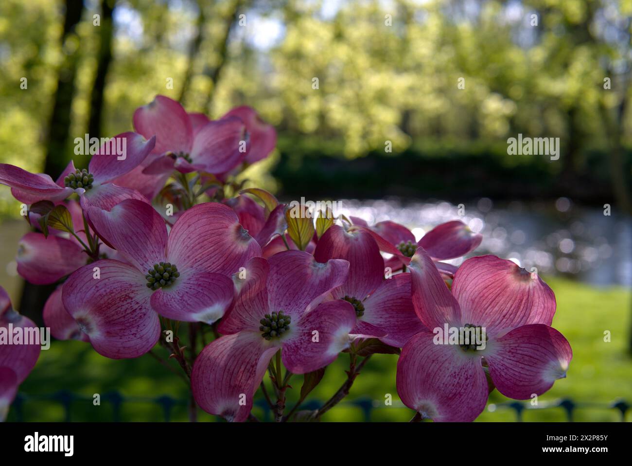 Rosa Hartholzblumen in Pennsylvania Stockfoto
