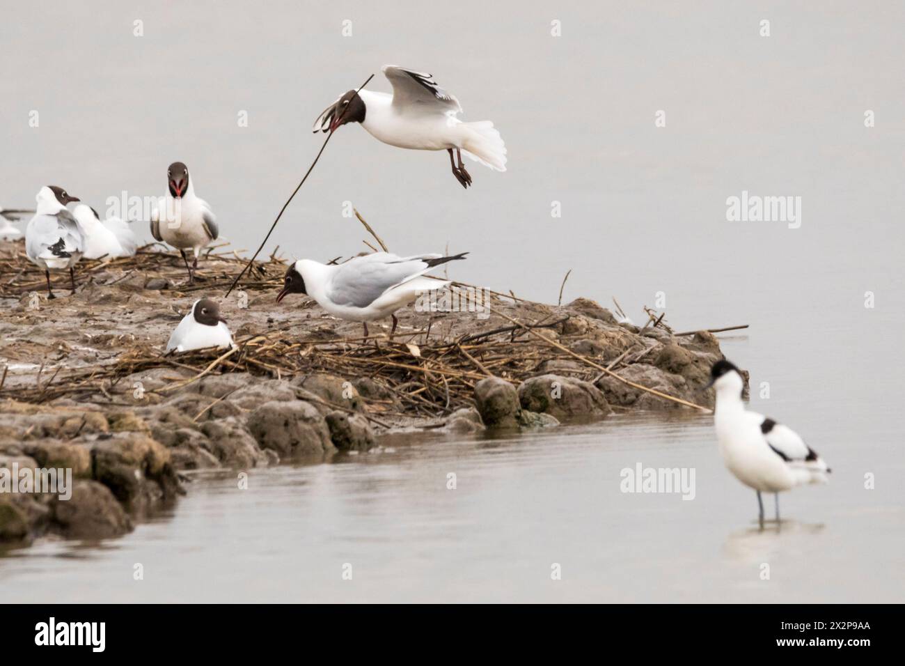 Schwarzkopfmöwe, Chroicocephalus ridibundus, fliegt mit großem Zweig für Nestmaterial. Stockfoto