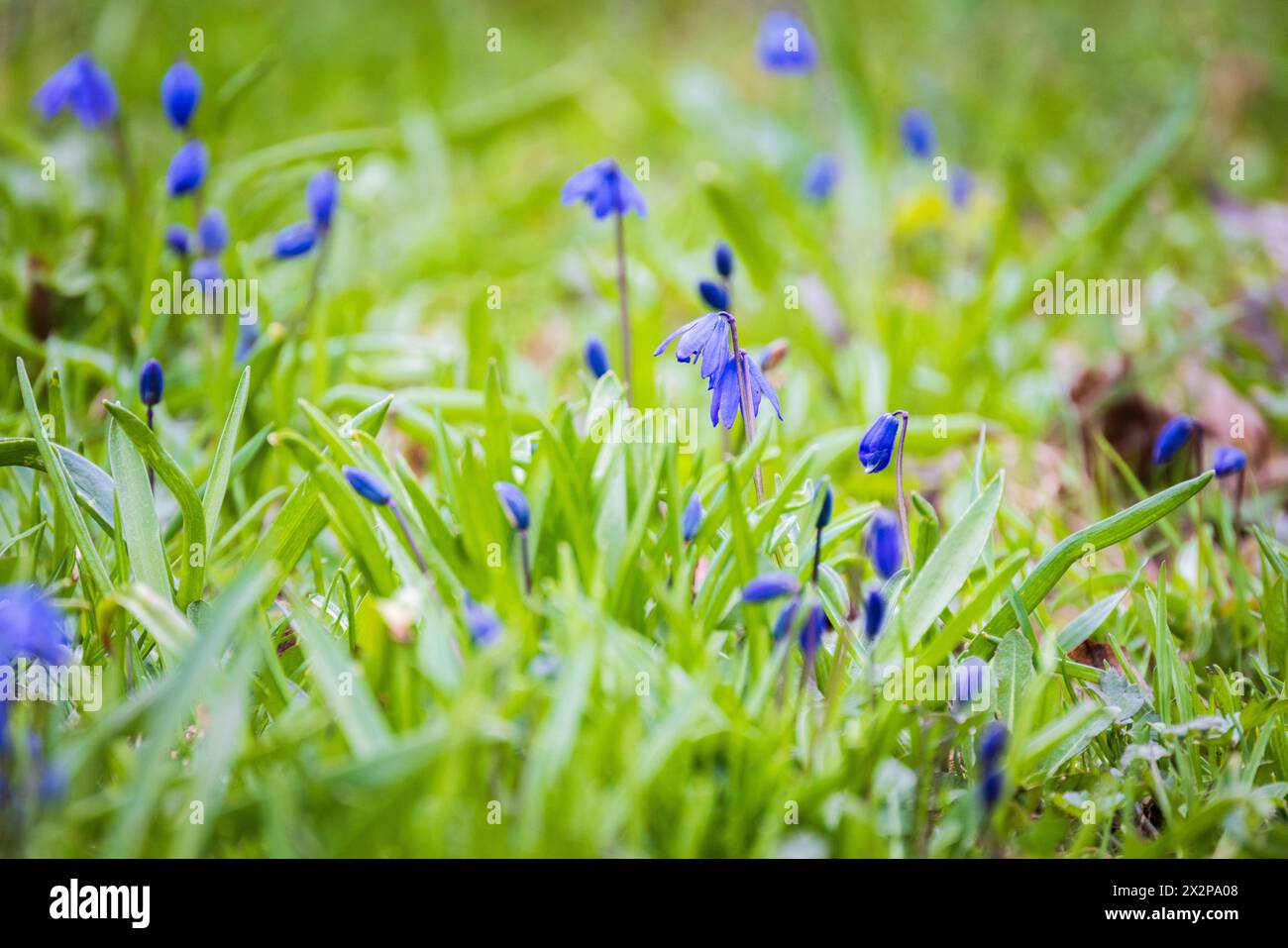 Kleine blaue Frühlingsblumen. Makrofoto mit selektivem Weichfokus. Scilla sibirica Stockfoto