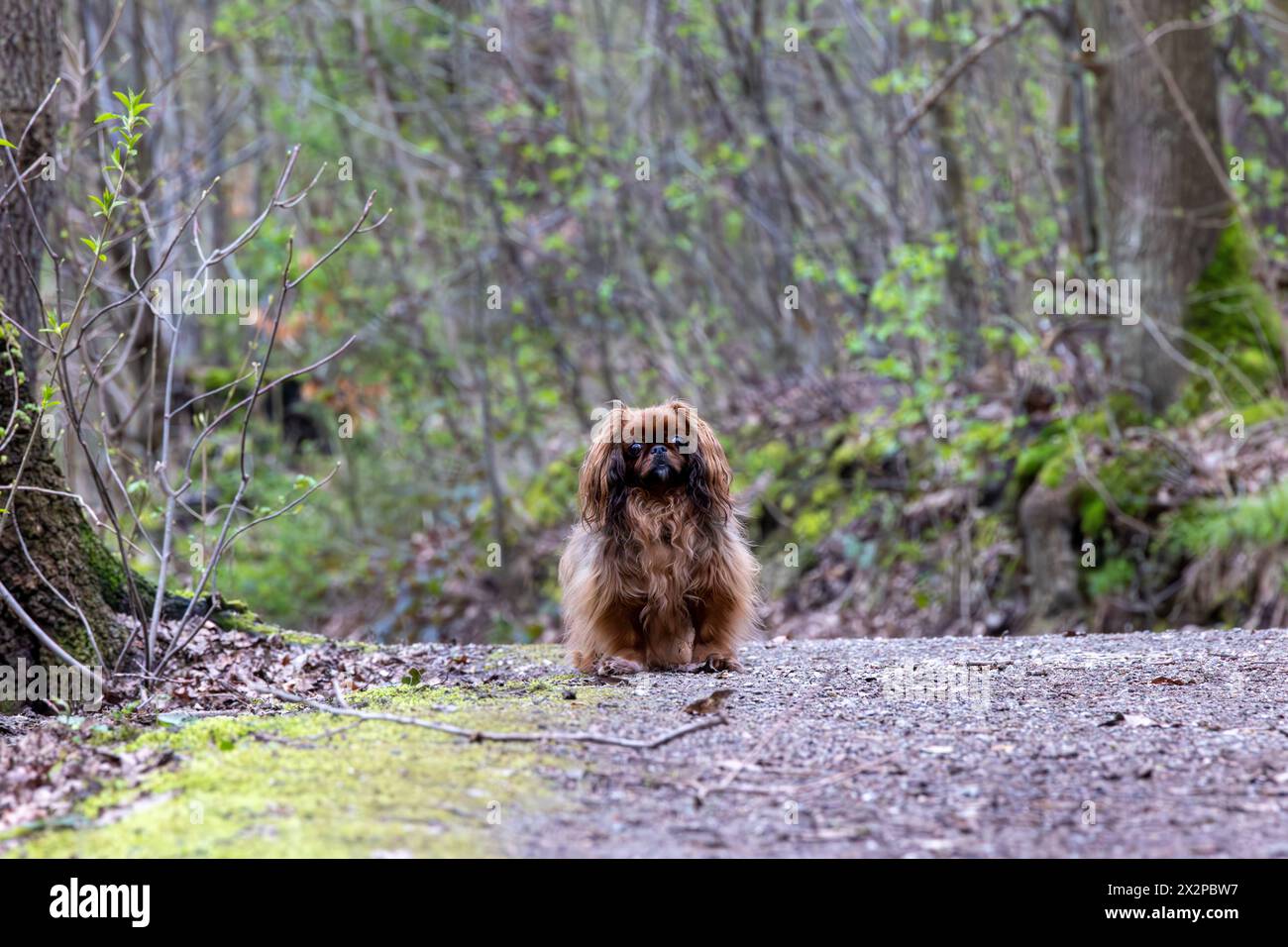 Pekingese Hund auf einem Spaziergang im Park. Geringe Schärfentiefe Stockfoto