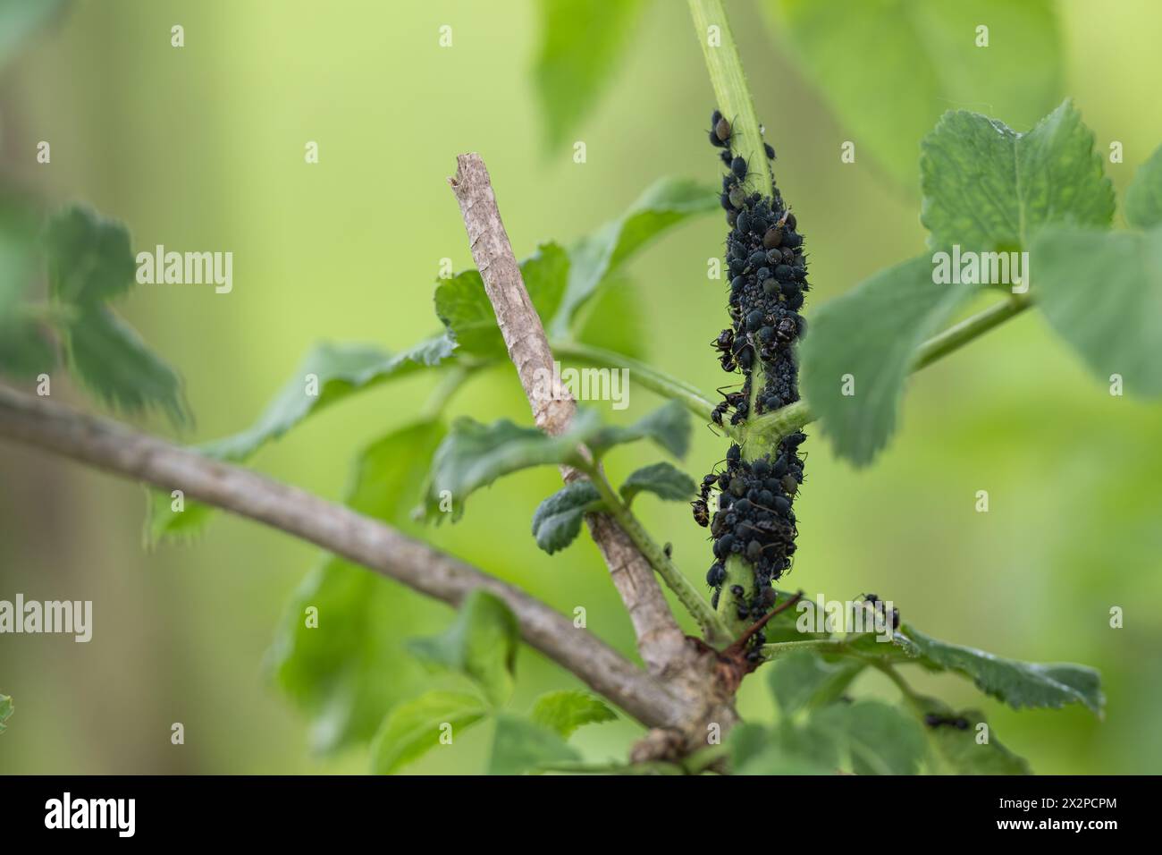 Ameisen beschützen Blattläuse und melken ihnen ihre süßen Exkremente Stockfoto