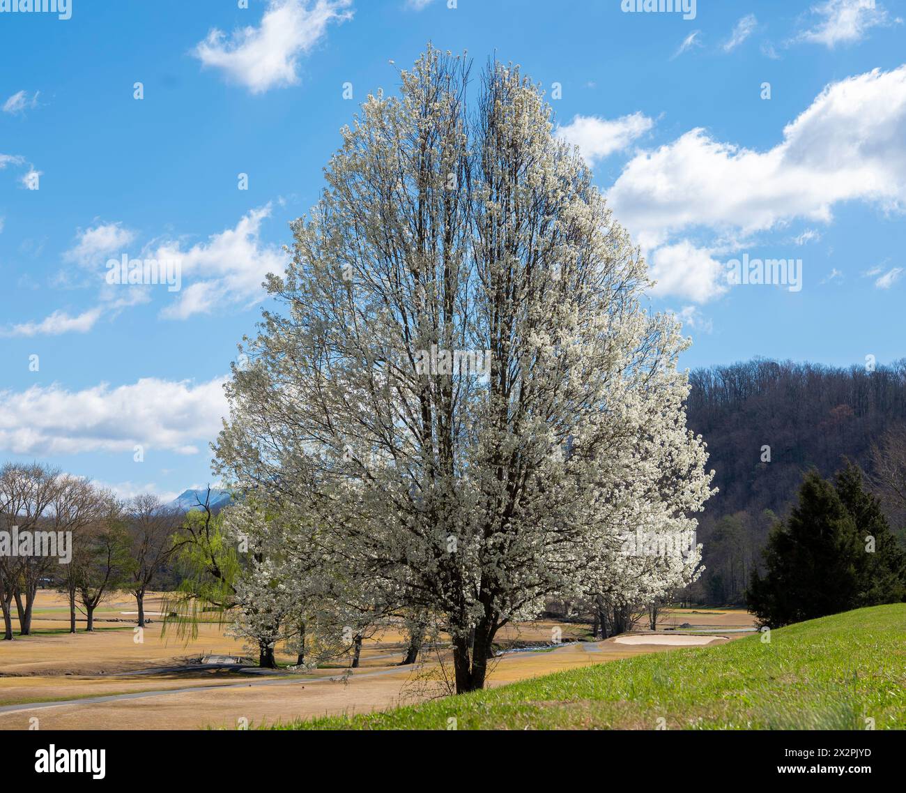 Wunderschöner blühender Birnenbaum an einem wunderschönen, meist sonnigen Frühlingstag mit blauem Himmel und strahlend weißen Wolken. Stockfoto