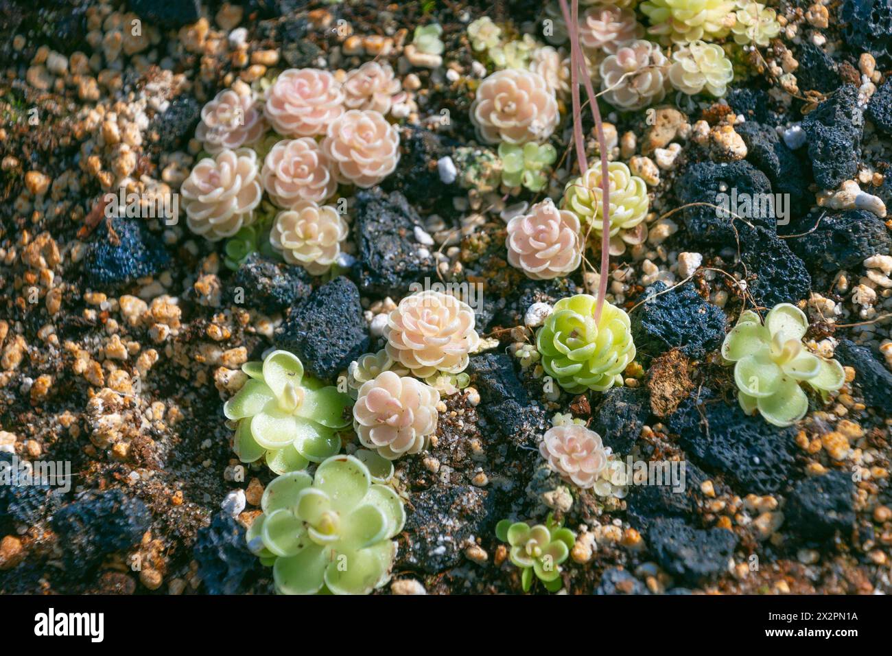 Kleine Pinguicula jaumavensis Pflanzen, Nahaufnahme. Insektenfressende Pflanze im botanischen Garten. Stockfoto