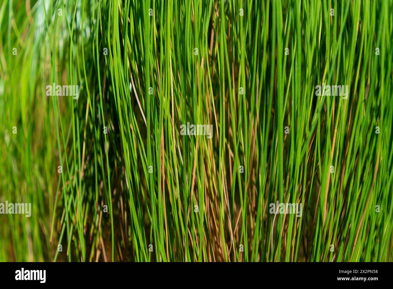 Grüner natürlicher Pflanzenhintergrund. Äste von Pinus patula, Nahaufnahme. Patula-Kiefer, Spreitblättrige Kiefer, mexikanische Trauer-Kiefer Stockfoto